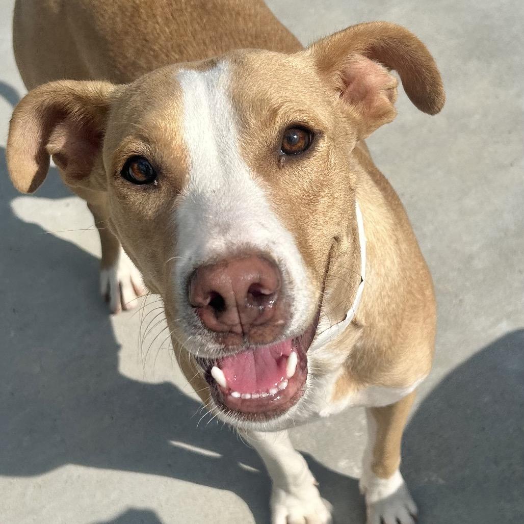 Enlarge Darla, a Adoptable Pit Bull Terrier in Birmingham, AL image 3/5