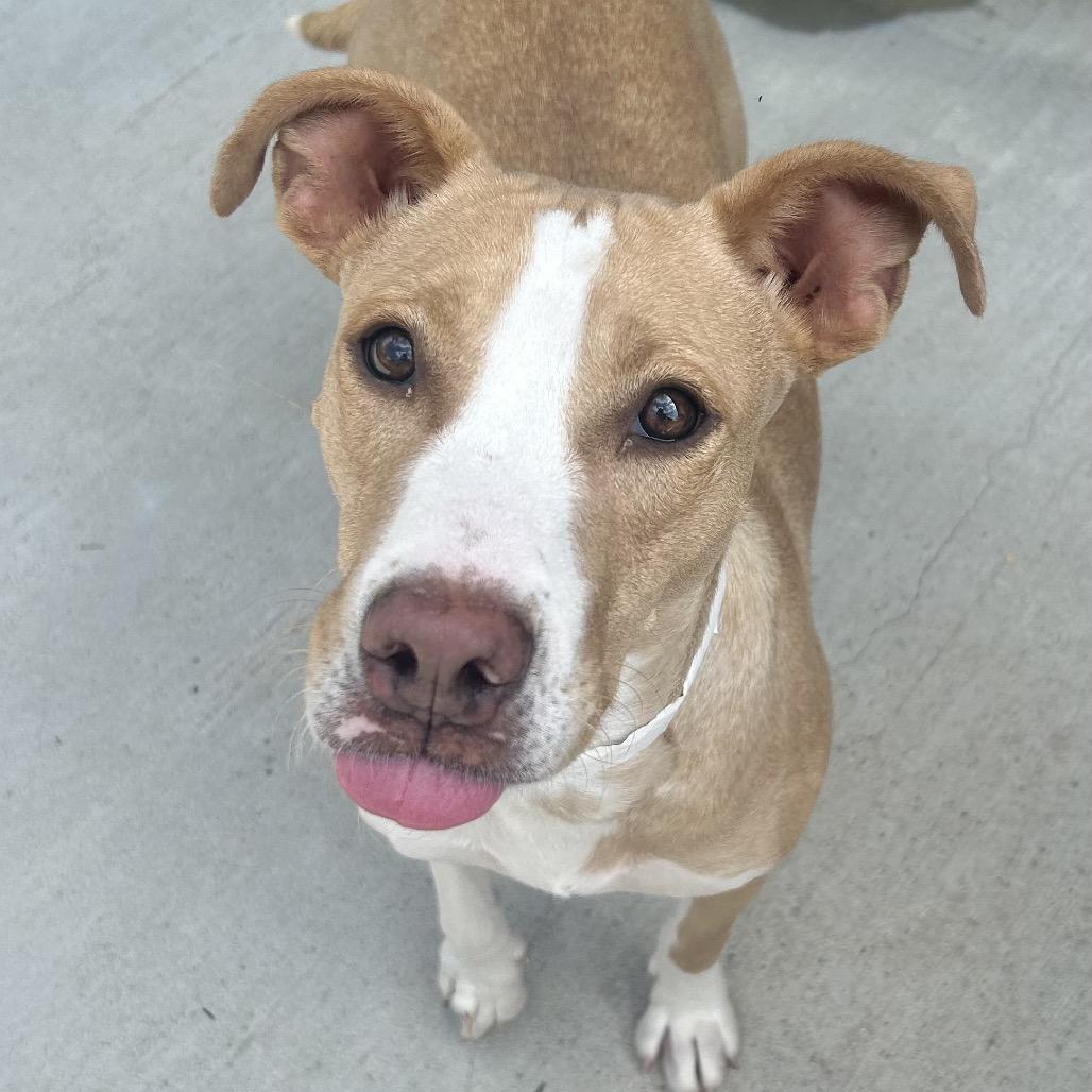 Enlarge Darla, a Adoptable Pit Bull Terrier in Birmingham, AL image 4/5