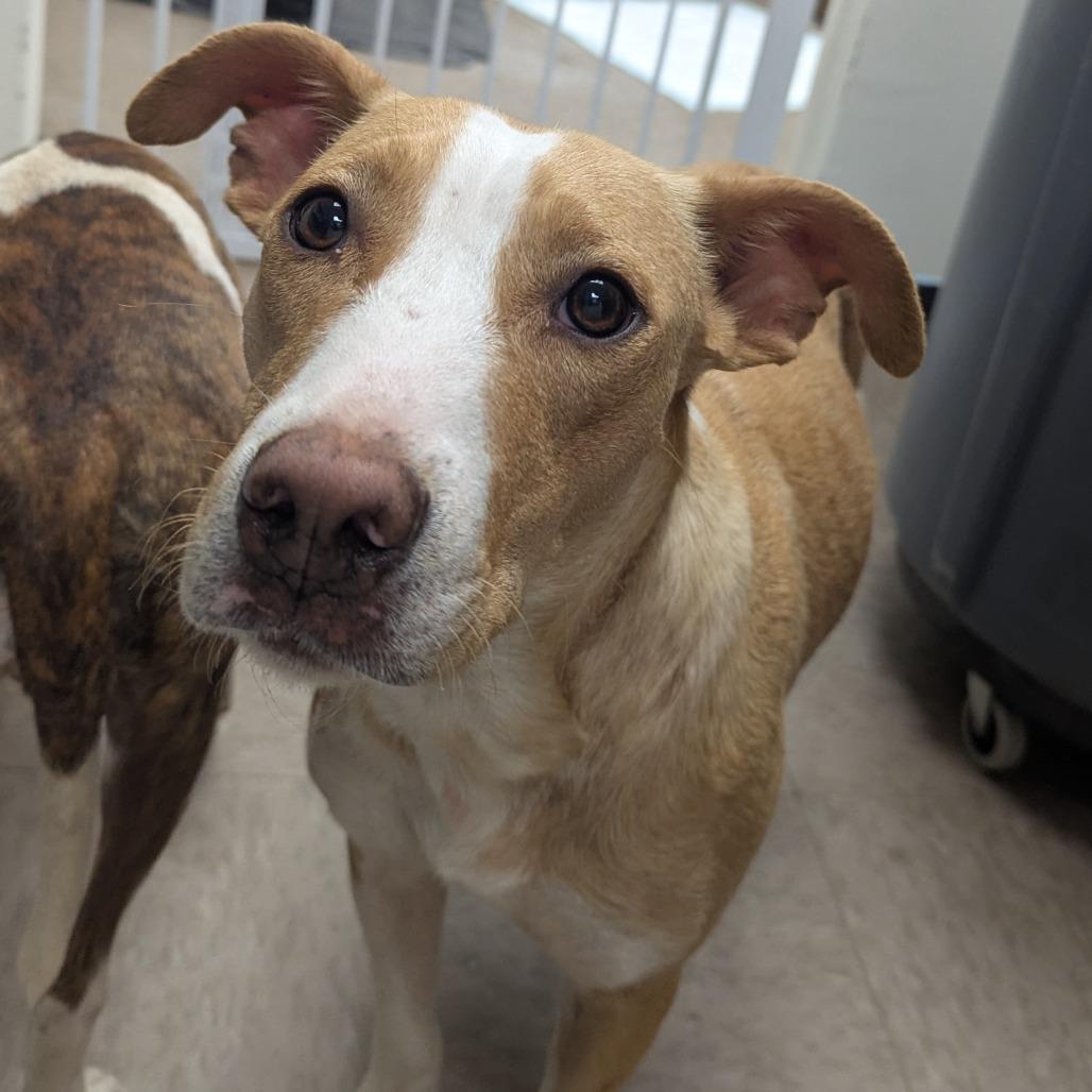 Enlarge Darla, a Adoptable Pit Bull Terrier in Birmingham, AL image 5/5