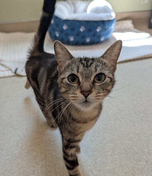 June, Adoptable, Young Female Domestic Short Hair.