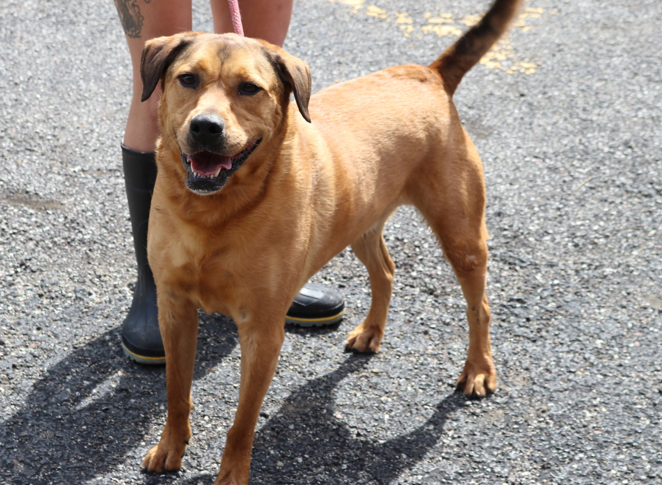 Hero, a Adoptable mixed breed in Reeds Spring, MO image 1/6