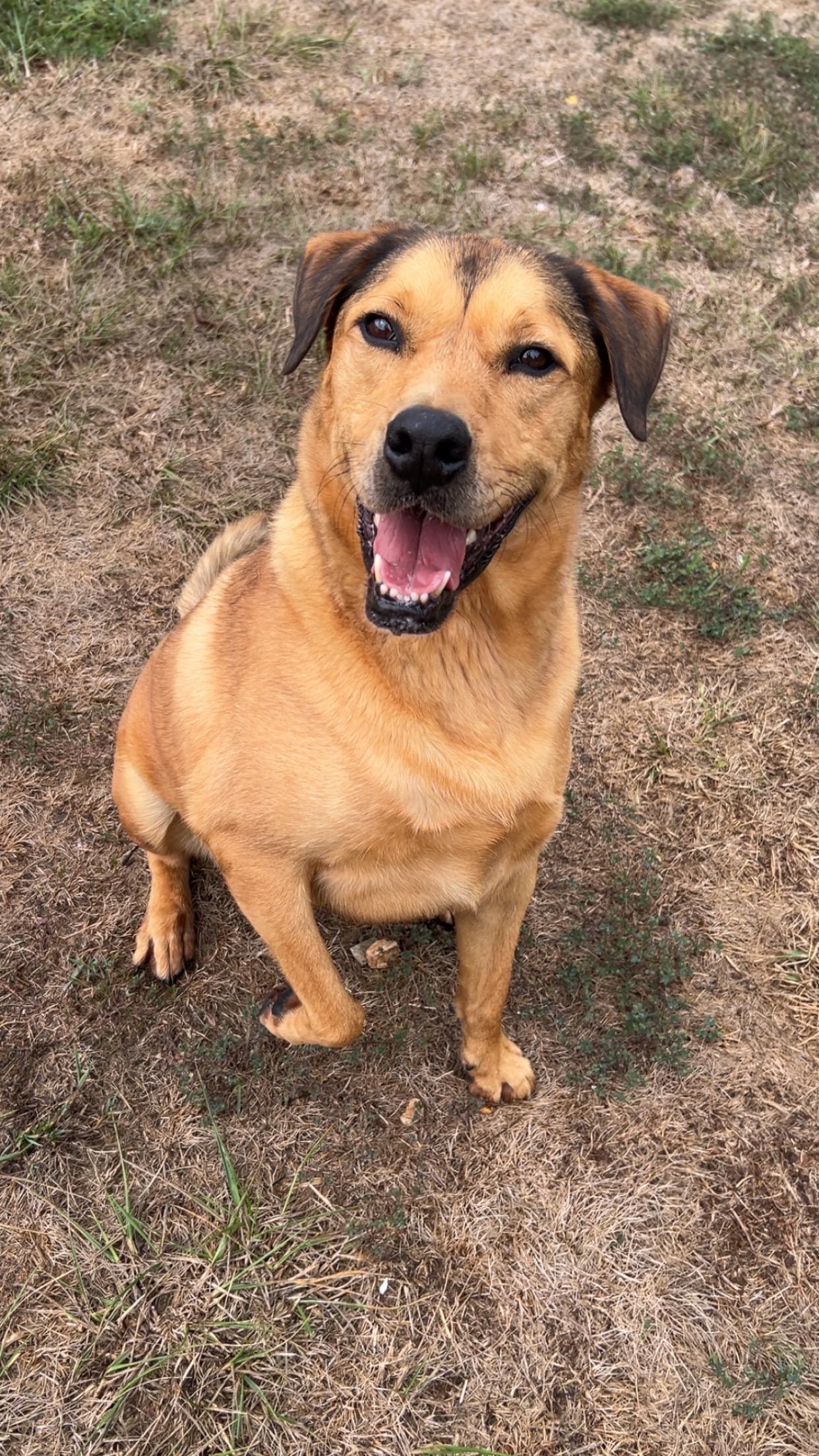 Enlarge Hero, a Adoptable mixed breed in Reeds Spring, MO image 1/5