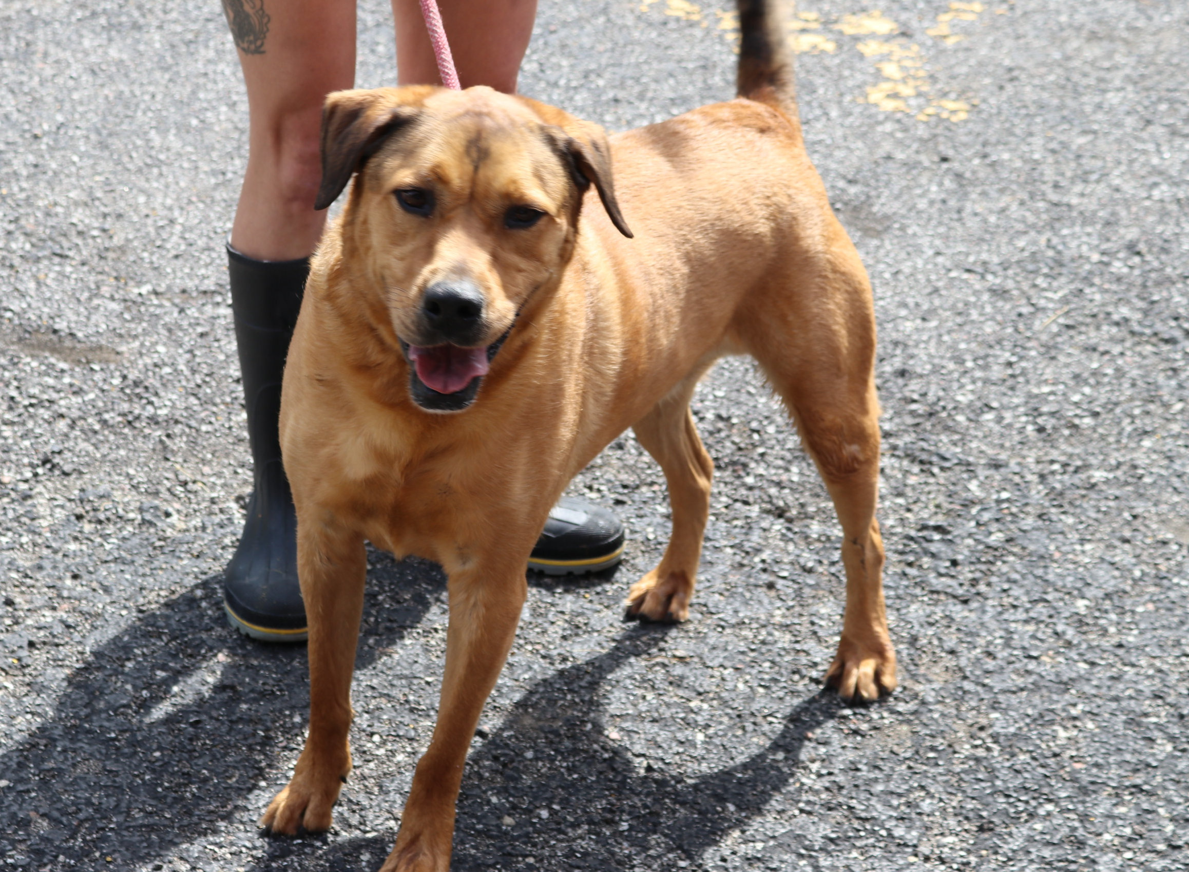 Hero, a Adoptable mixed breed in Reeds Spring, MO image 2/6
