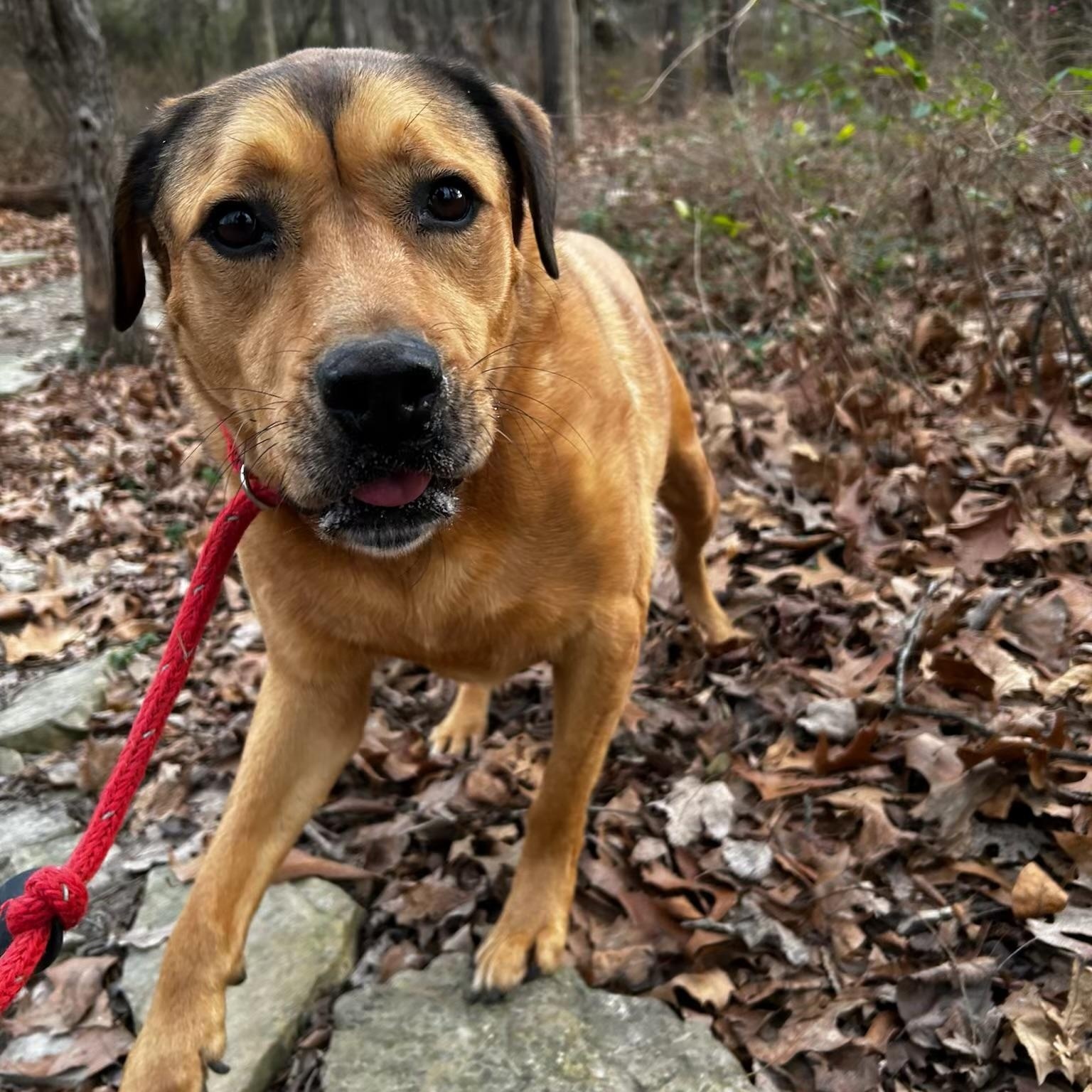 Enlarge Hero, a Adoptable mixed breed in Reeds Spring, MO image 5/5