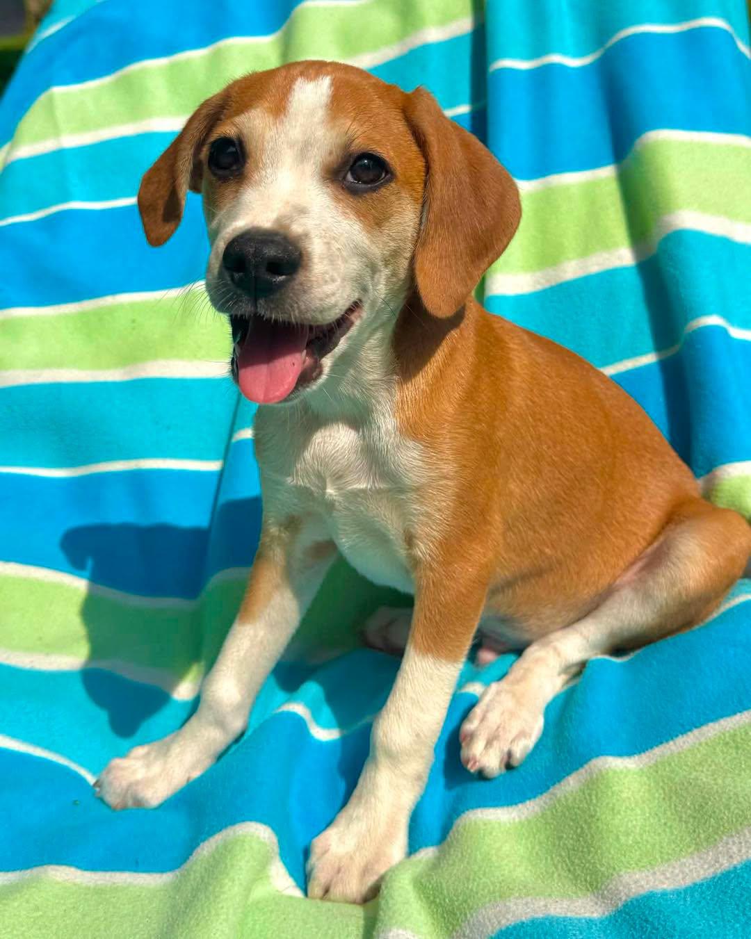Charmander, adopted, Puppy Male Beagle & Boston Terrier.
