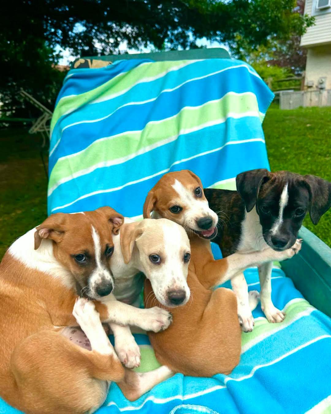 Enlarge Charmander, an adopted mixed breed in Jarrettsville, MD image 2/2