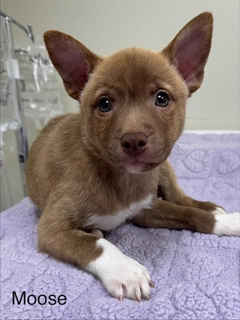 Enlarge Moose, a Adoptable mixed breed in Lancaster, PA image 1/1