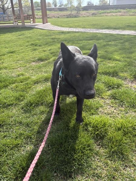 Buddy, Adoptable, Adult Male Shepherd.