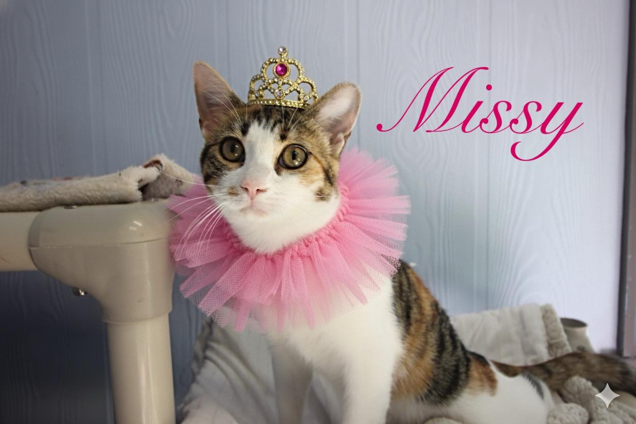Missy, a Adoptable Domestic Short Hair in Prince Frederick, MD image 1/3