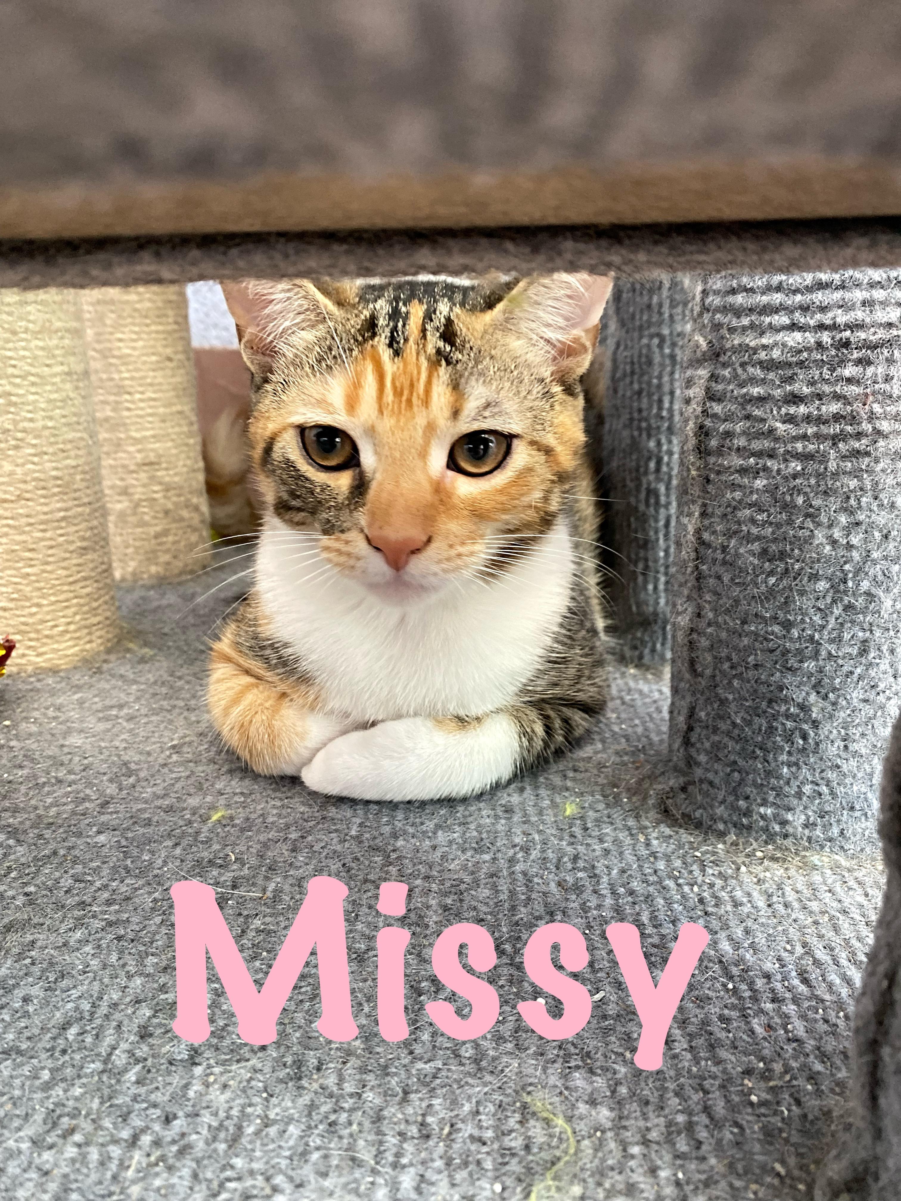 Missy, a Adoptable Domestic Short Hair in Prince Frederick, MD image 2/3