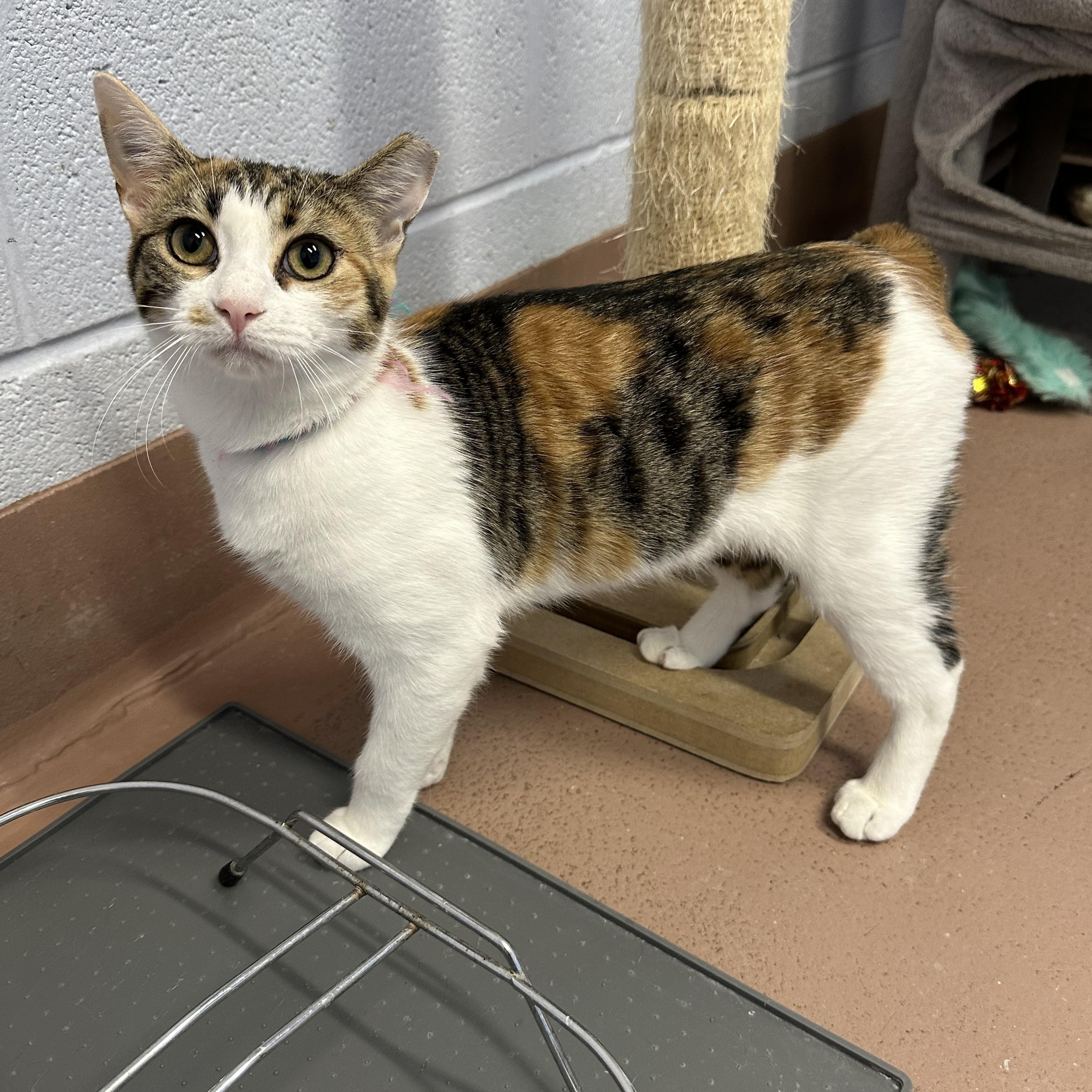 Missy, a Adoptable Domestic Short Hair in Prince Frederick, MD image 3/3