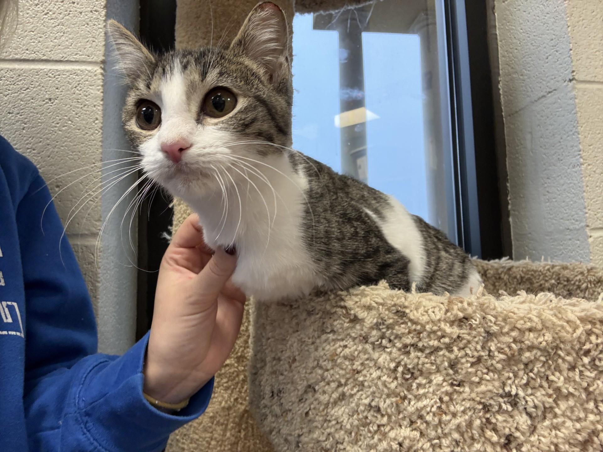 Enlarge KY Wildcats, a ADOPTABLE mixed breed in Mount Juliet, TN image 1/4