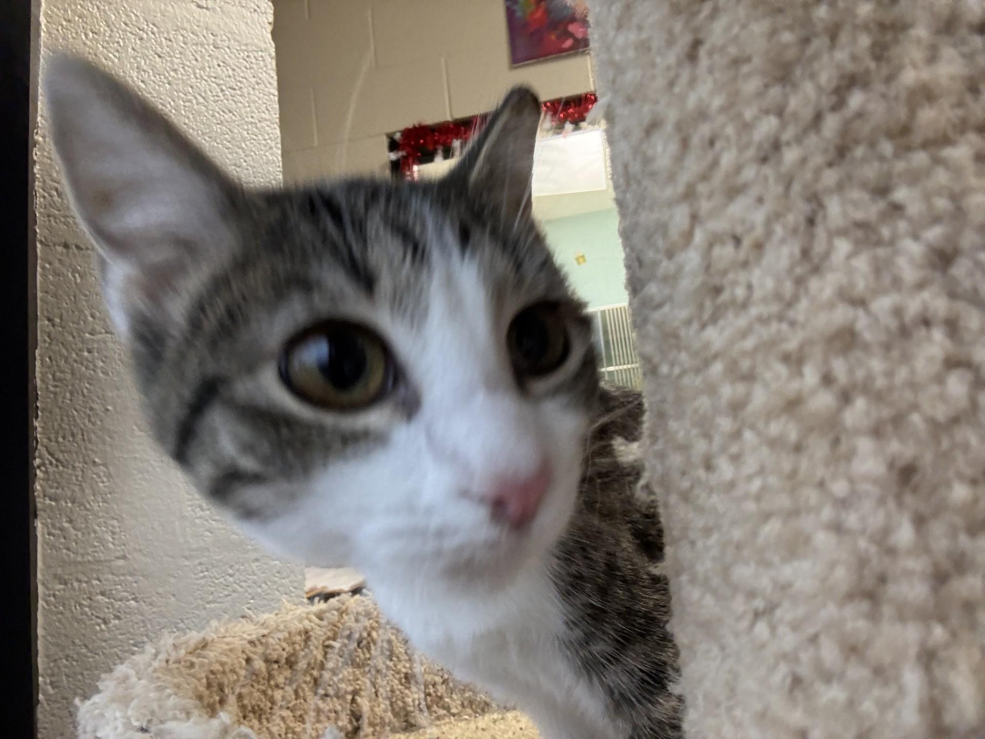 Enlarge KY Wildcats, a ADOPTABLE mixed breed in Mount Juliet, TN image 2/4