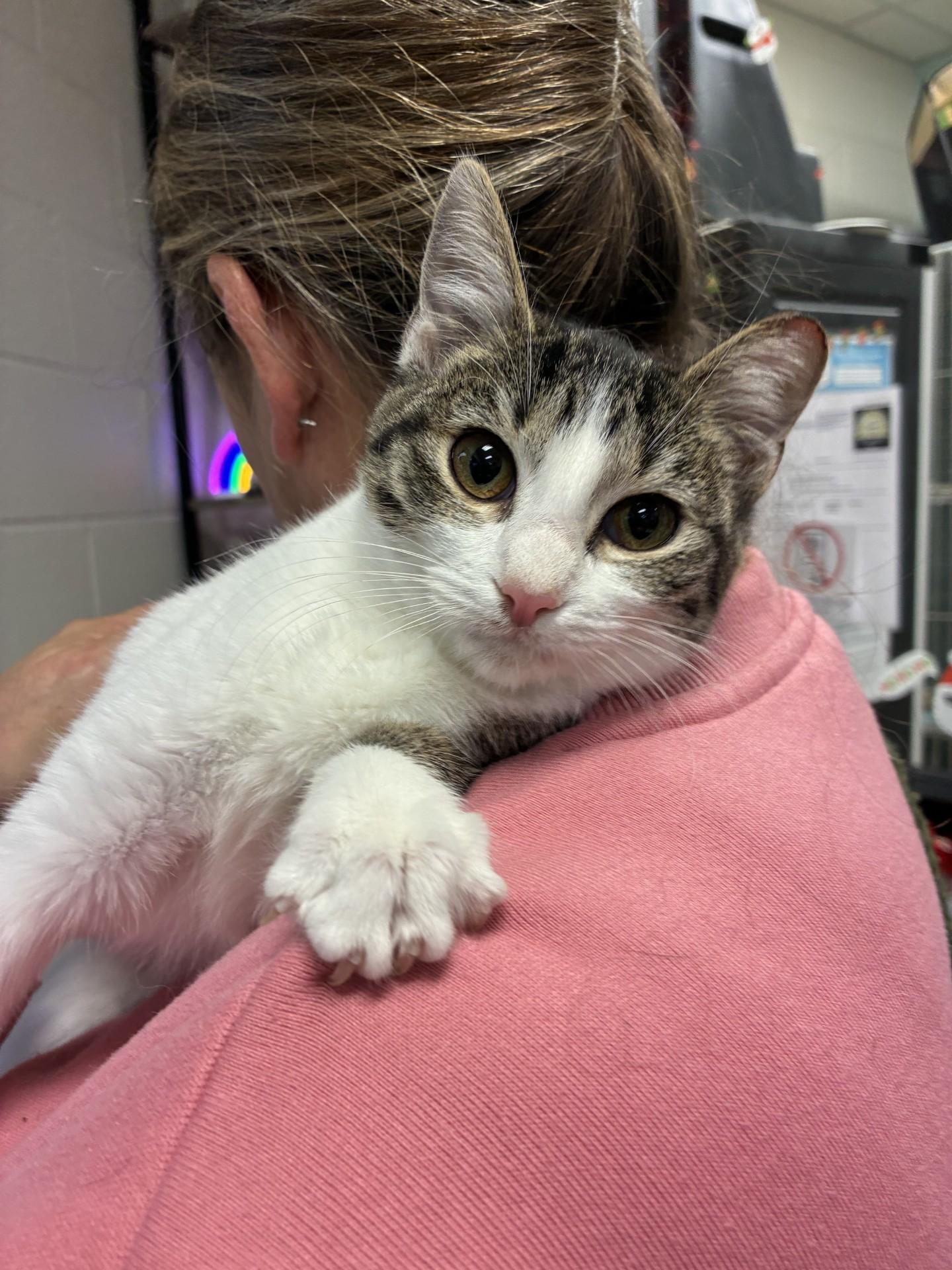 Enlarge KY Wildcats, a ADOPTABLE mixed breed in Mount Juliet, TN image 3/4