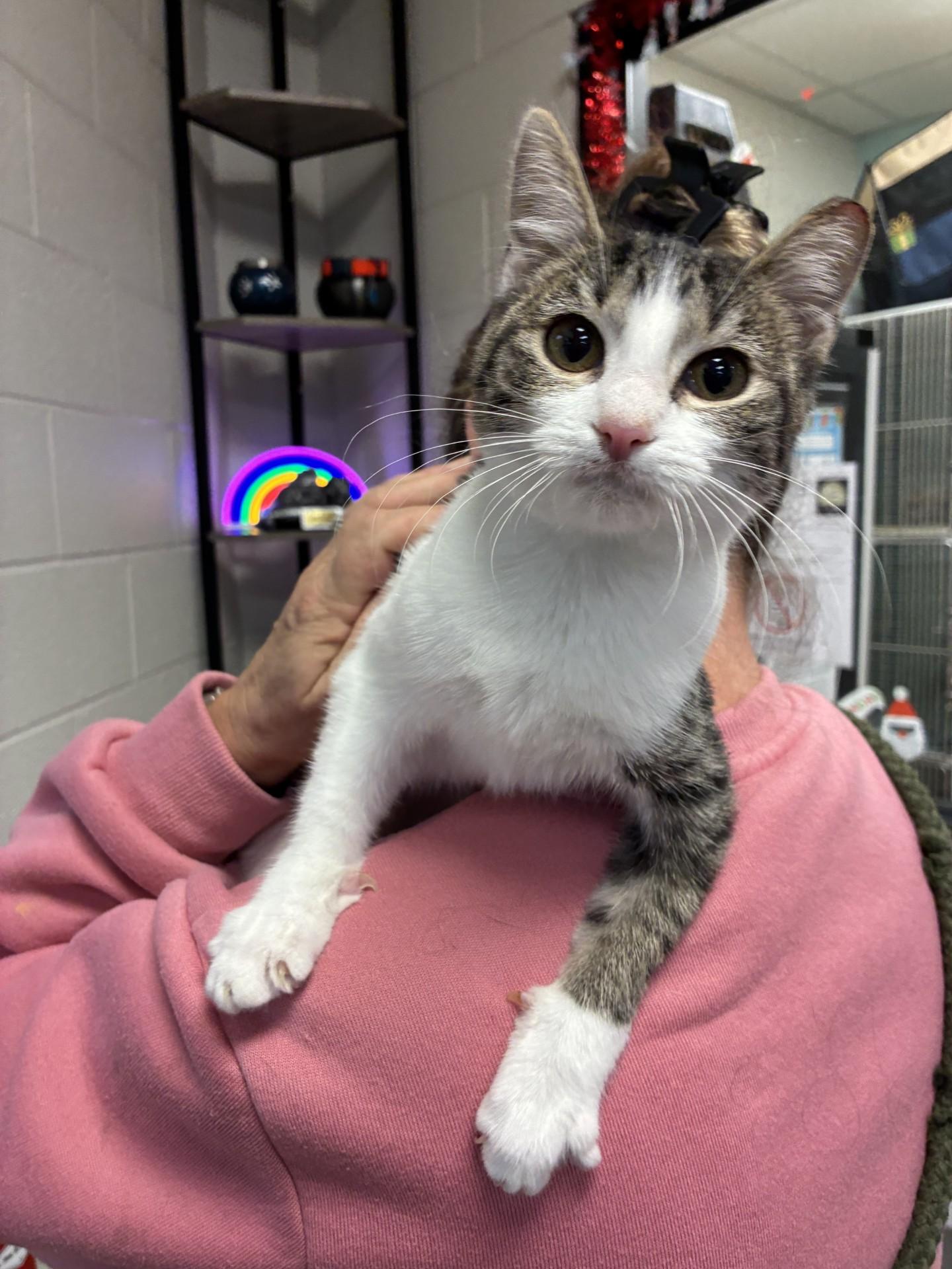 Enlarge KY Wildcats, a ADOPTABLE mixed breed in Mount Juliet, TN image 4/4