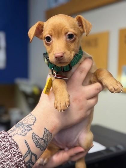 Enlarge Bean, an adopted Mixed Breed in Stanwood, WA image 1/1