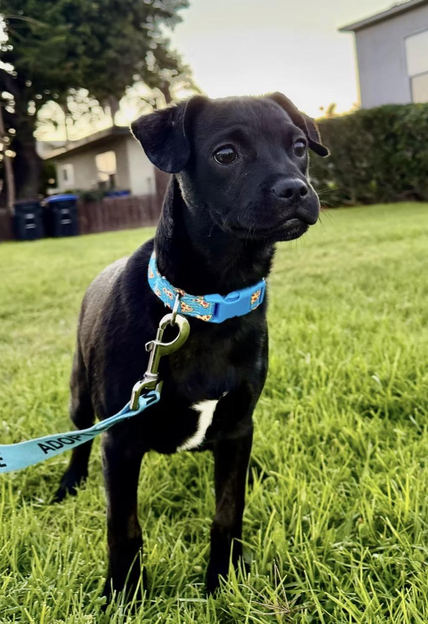 Snickers , ADOPTABLE, Puppy Male French Bulldog.