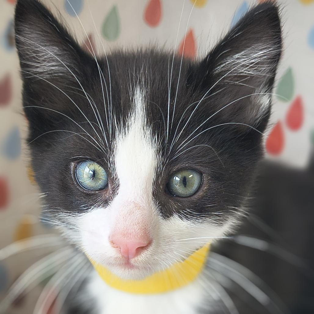 Dior - Blaze, Adoptable, Kitten Male Domestic Short Hair.