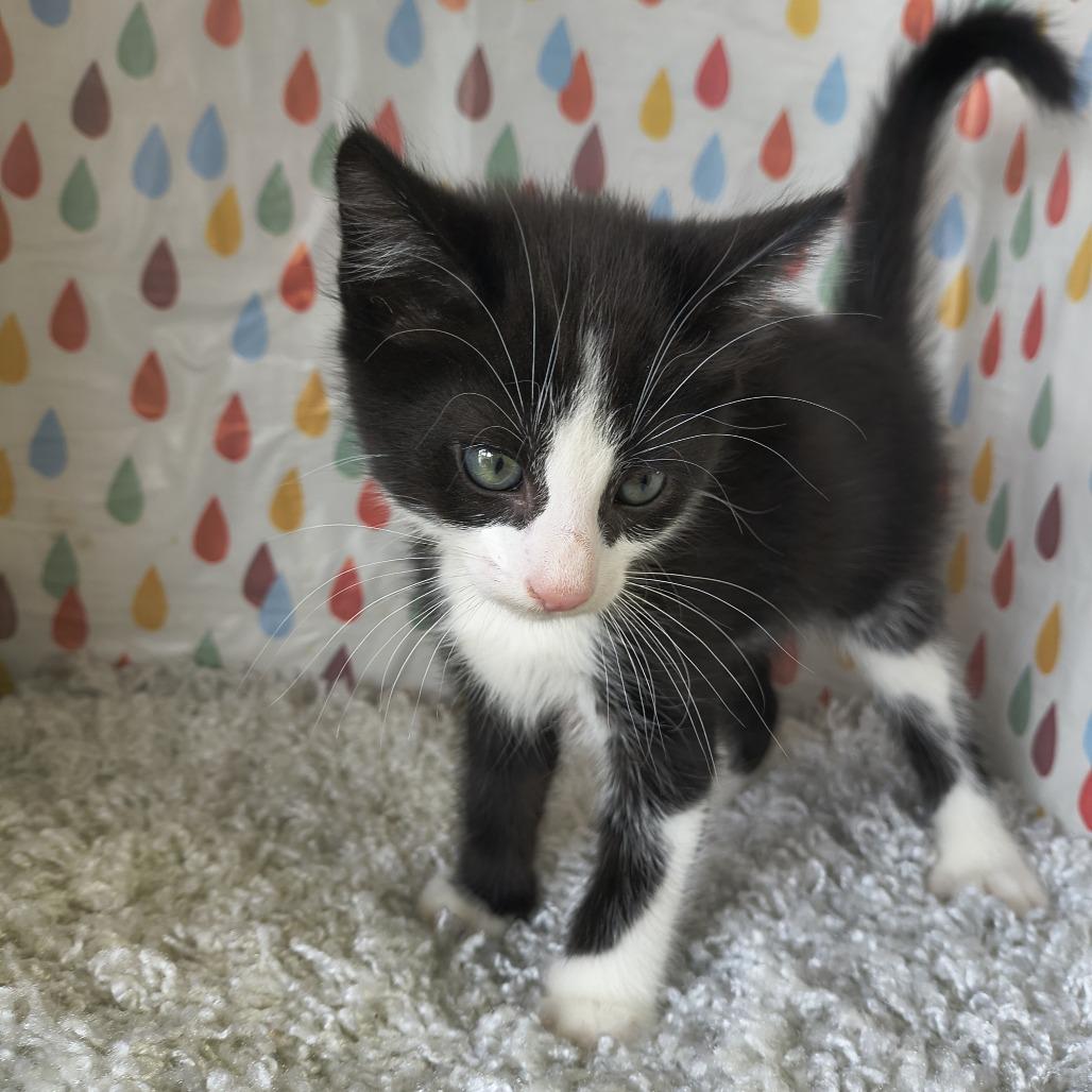 Enlarge Dior - Blaze, a Adoptable Domestic Short Hair in Othello, WA image 3/3