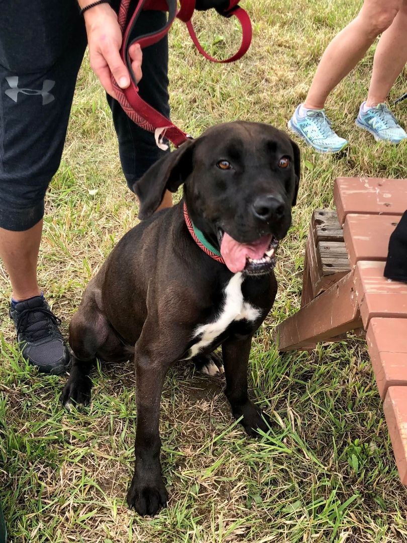 Brody (20200629-01), Adult Male Labrador Retriever