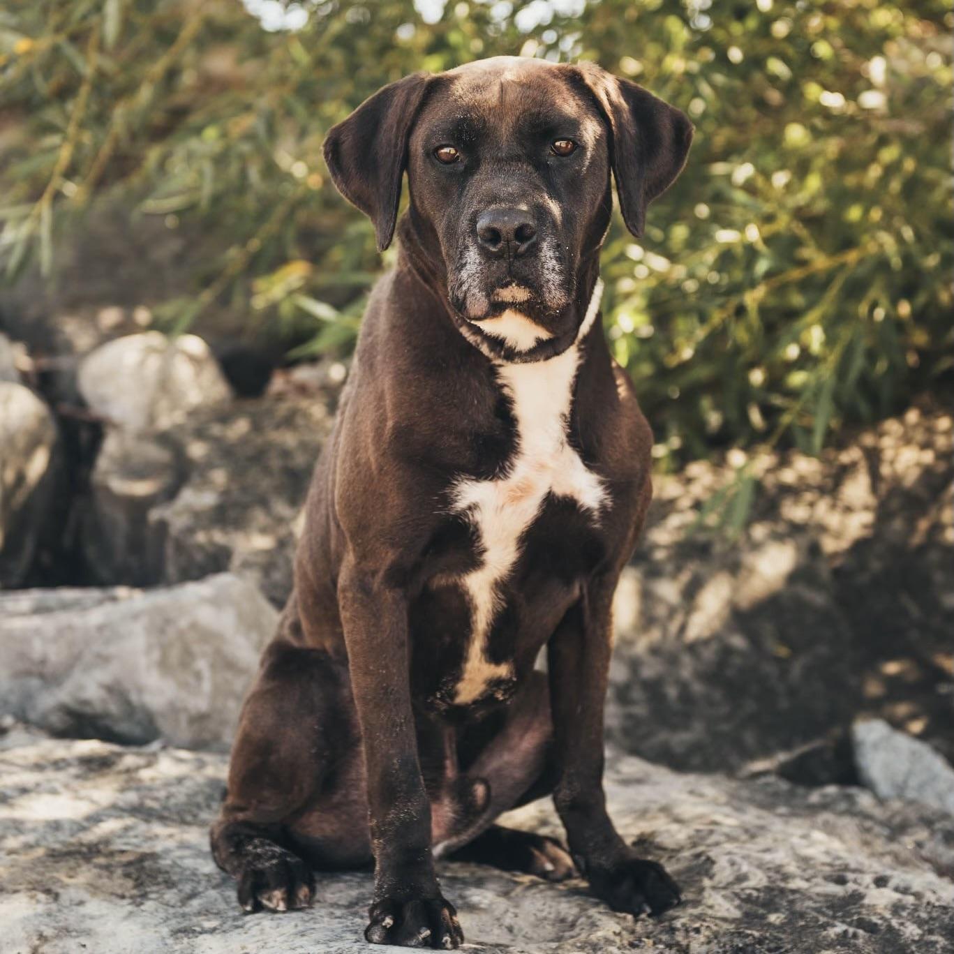 Brody (20200629-01), Adoptable, Adult Male Labrador Retriever.