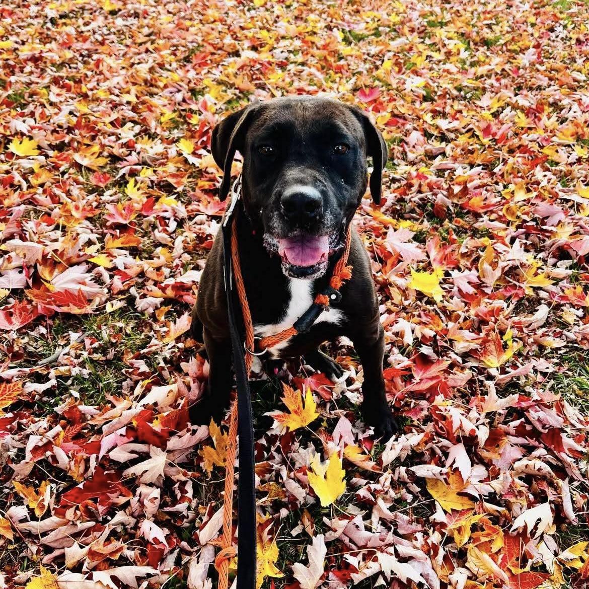 Brody (20200629-01), Adoptable, Adult Male Labrador Retriever.