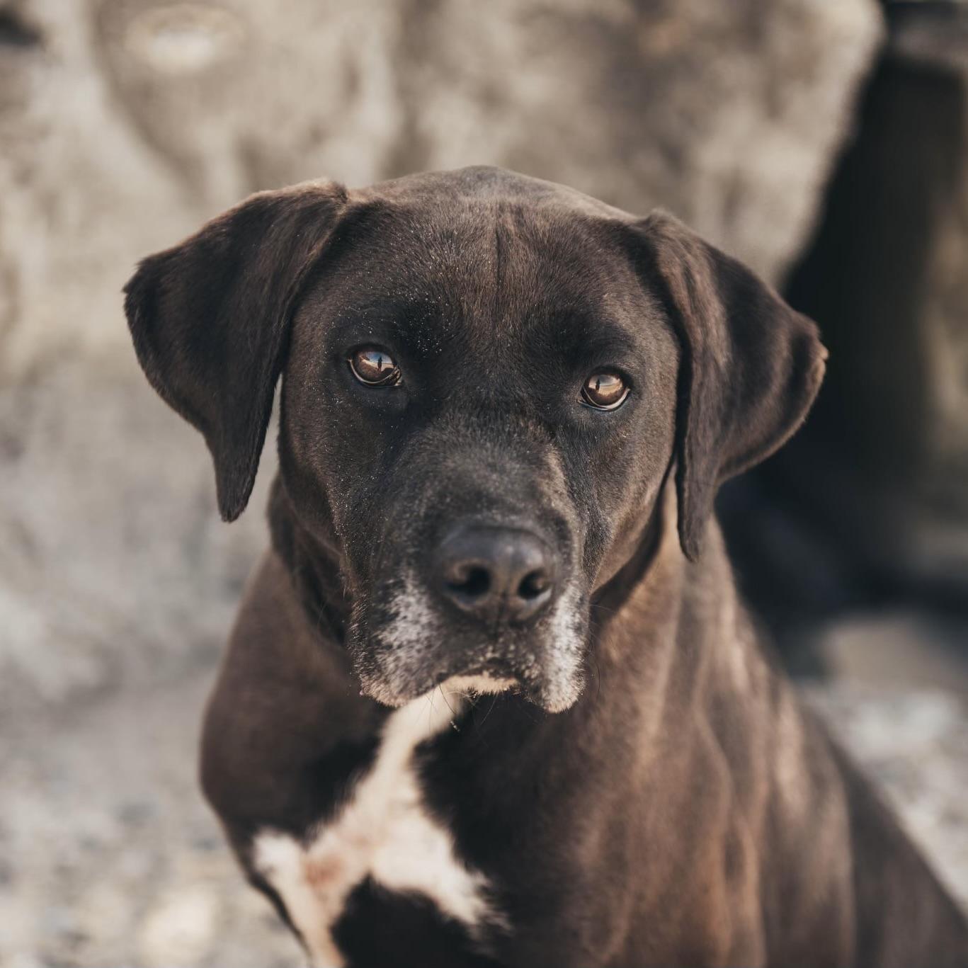 Brody (20200629-01), a Adoptable mixed breed in Niagara Falls, ON image 2/6