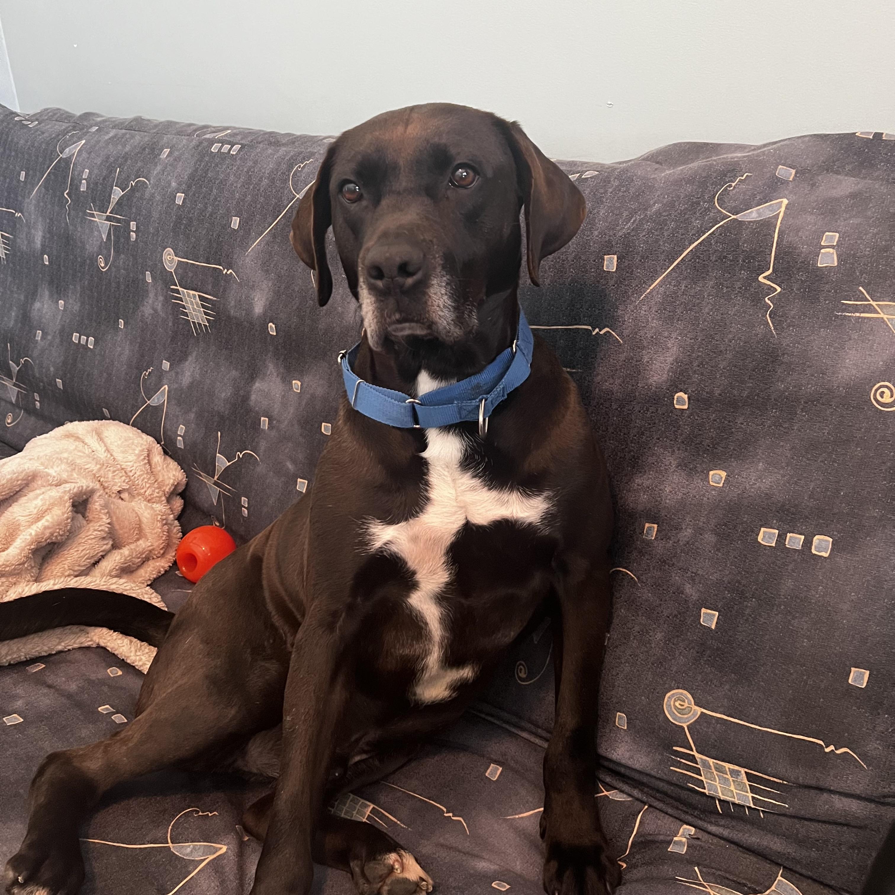 Enlarge Brody (20200629-01), a Adoptable mixed breed in Beamsville, ON image 2/6
