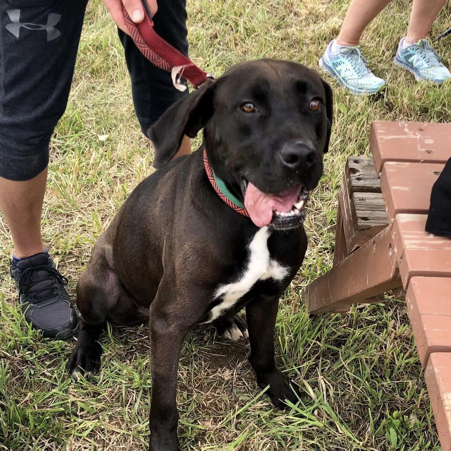 Brody (20200629-01), an adoptable Labrador Retriever in ST CATHARINES, ON, L2R 7K2 | Photo Image 5