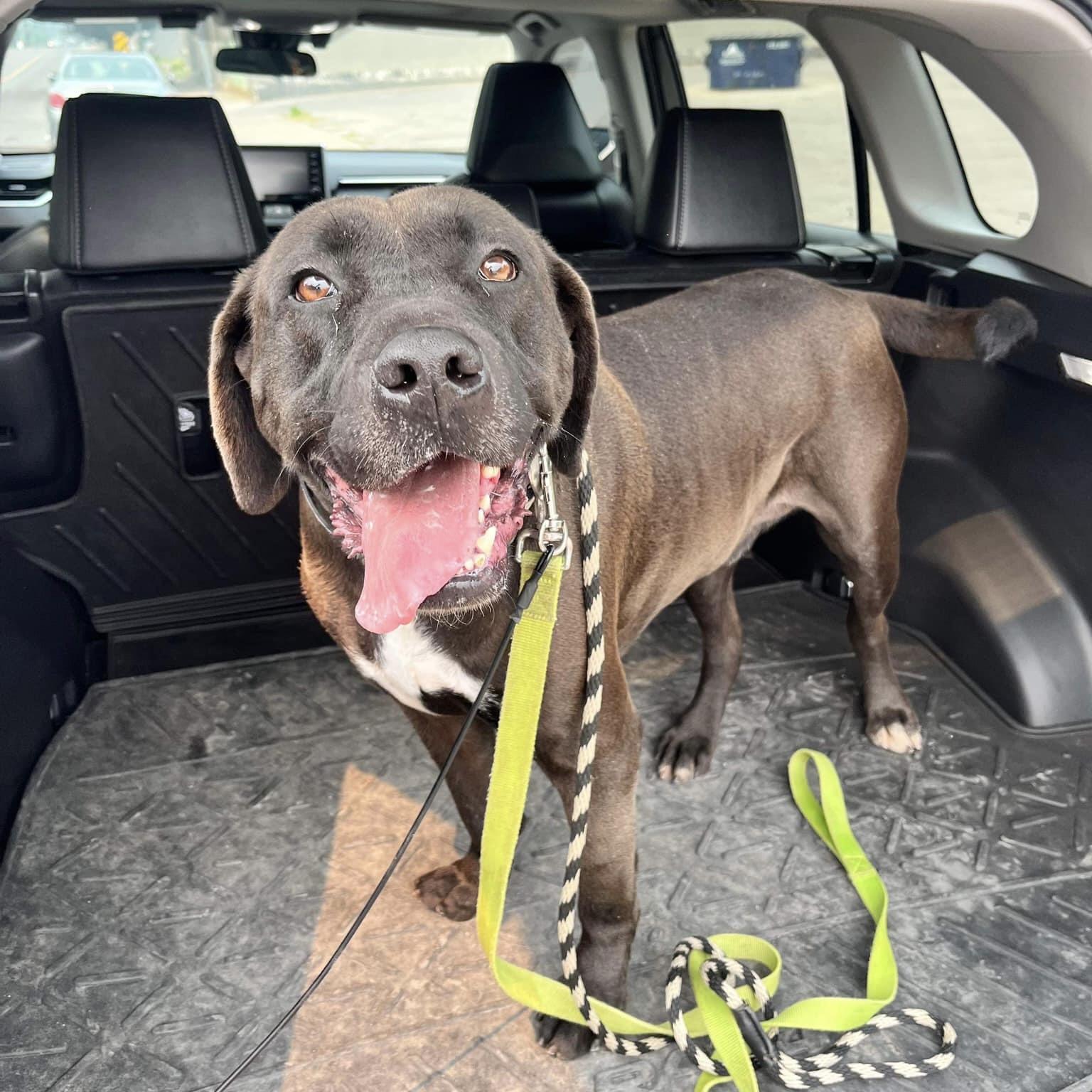 Brody (20200629-01), a Adoptable mixed breed in Niagara Falls, ON image 6/6