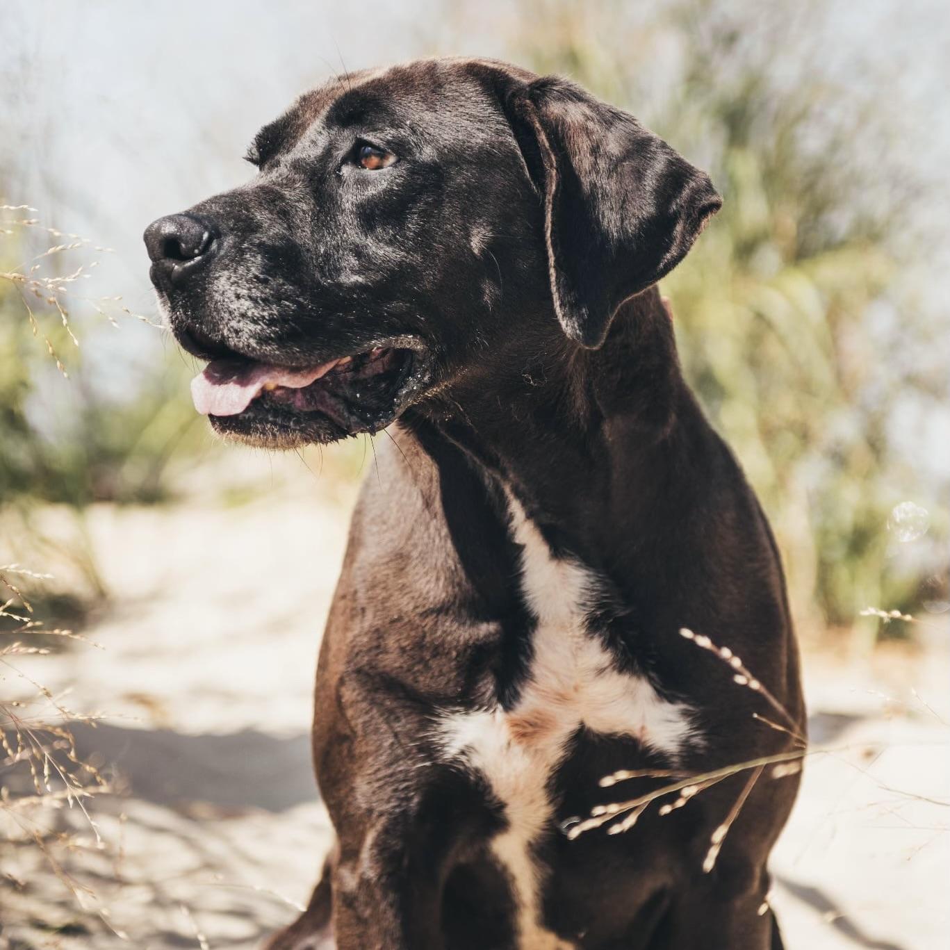 Brody (20200629-01), an adoptable Labrador Retriever in ST CATHARINES, ON, L2R 7K2 | Photo Image 4