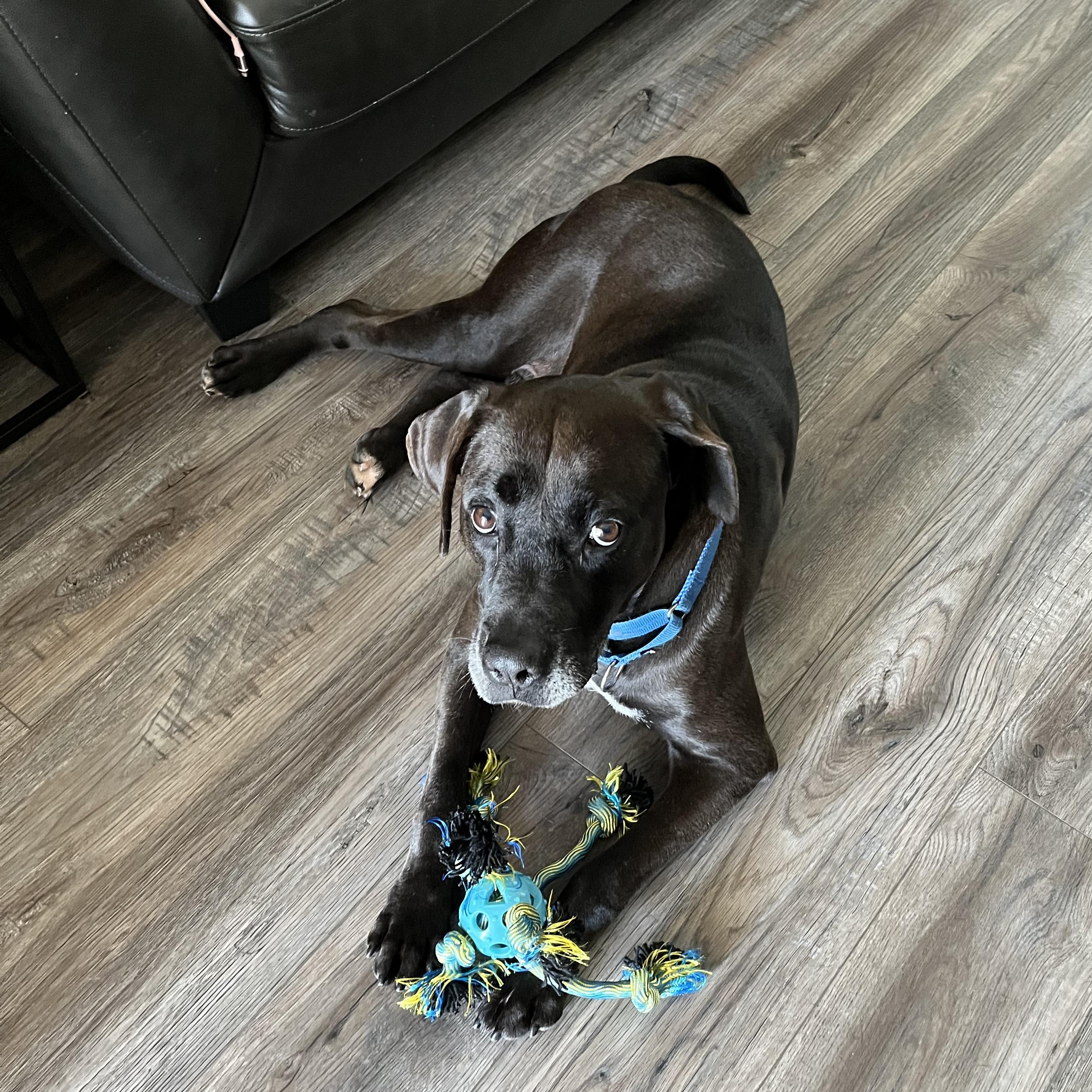Enlarge Brody (20200629-01), a Adoptable mixed breed in Beamsville, ON image 1/6