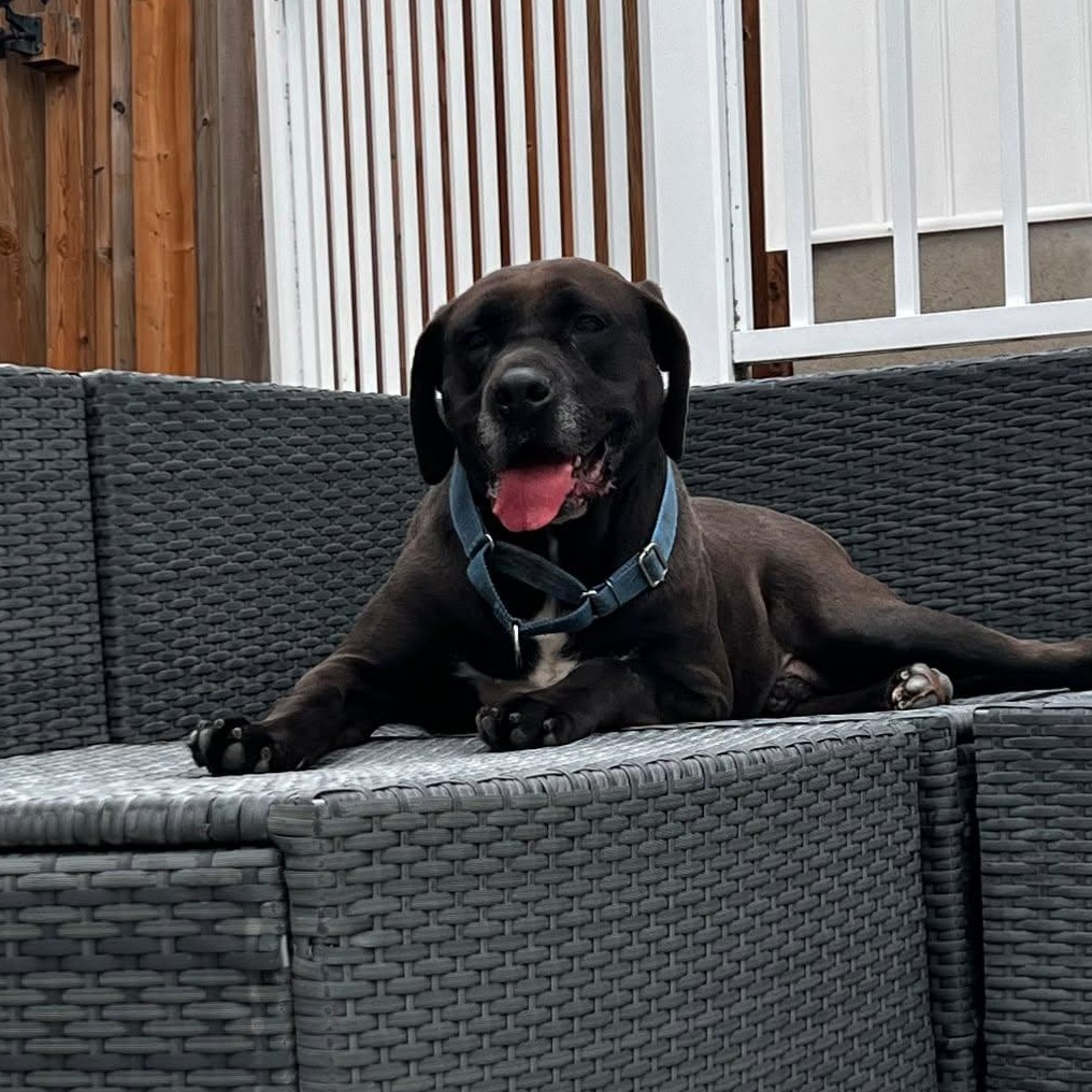 Enlarge Brody (20200629-01), a Adoptable mixed breed in Beamsville, ON image 3/6