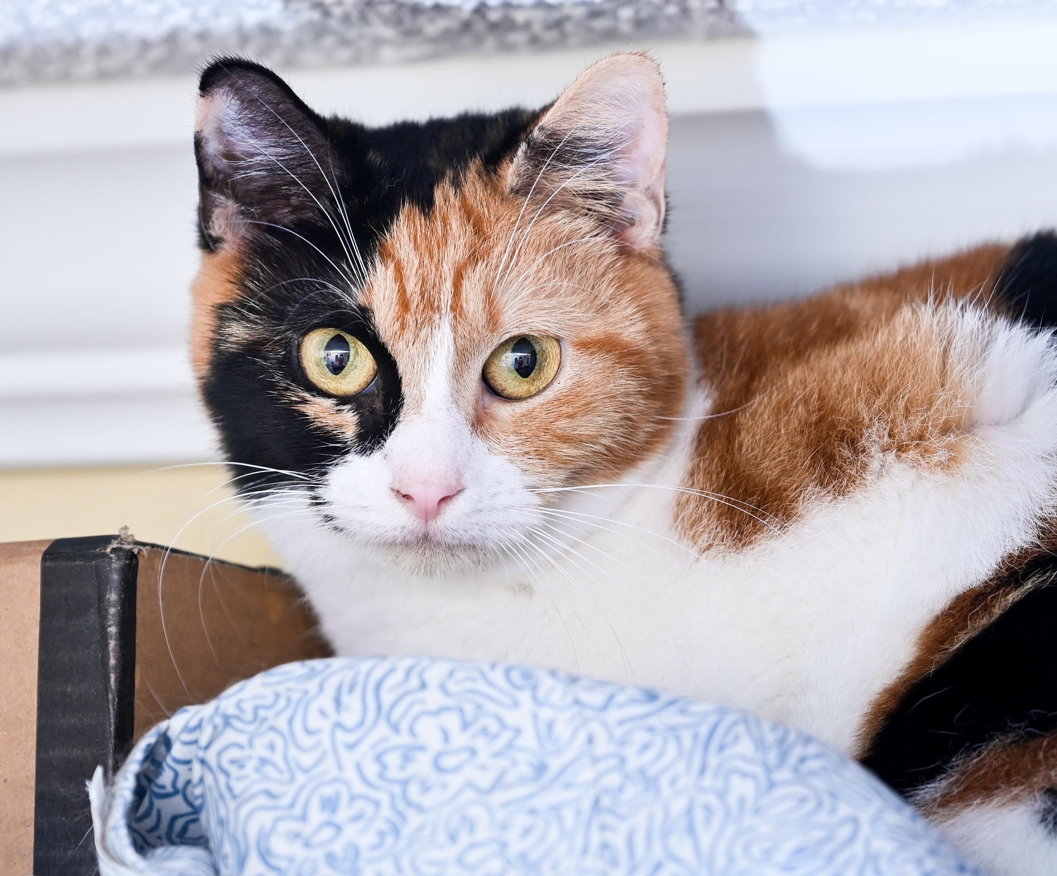 Opal, a Adoptable mixed breed in Chattanooga, TN image 1/6