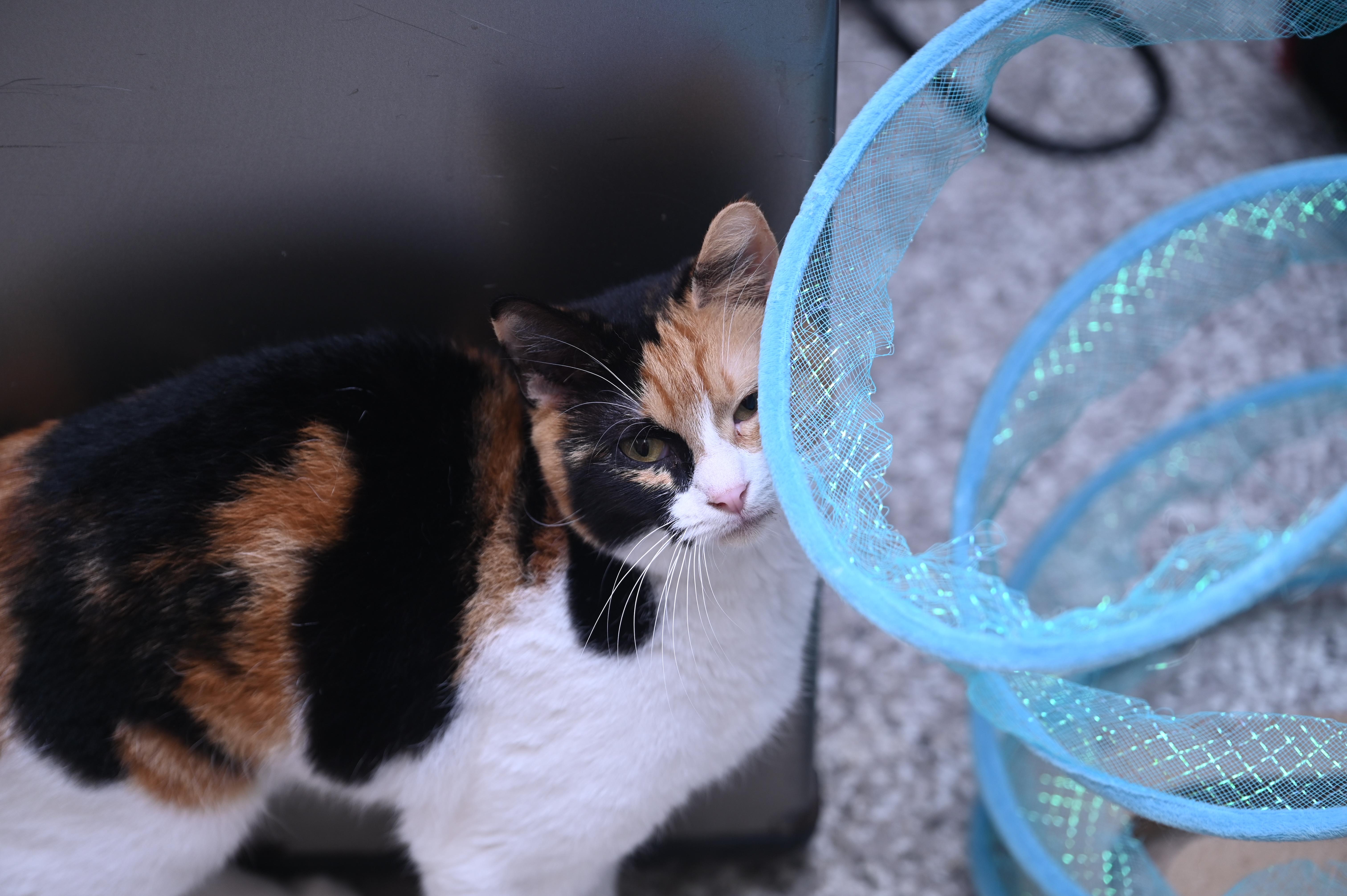 Opal, a Adoptable mixed breed in Chattanooga, TN image 6/6