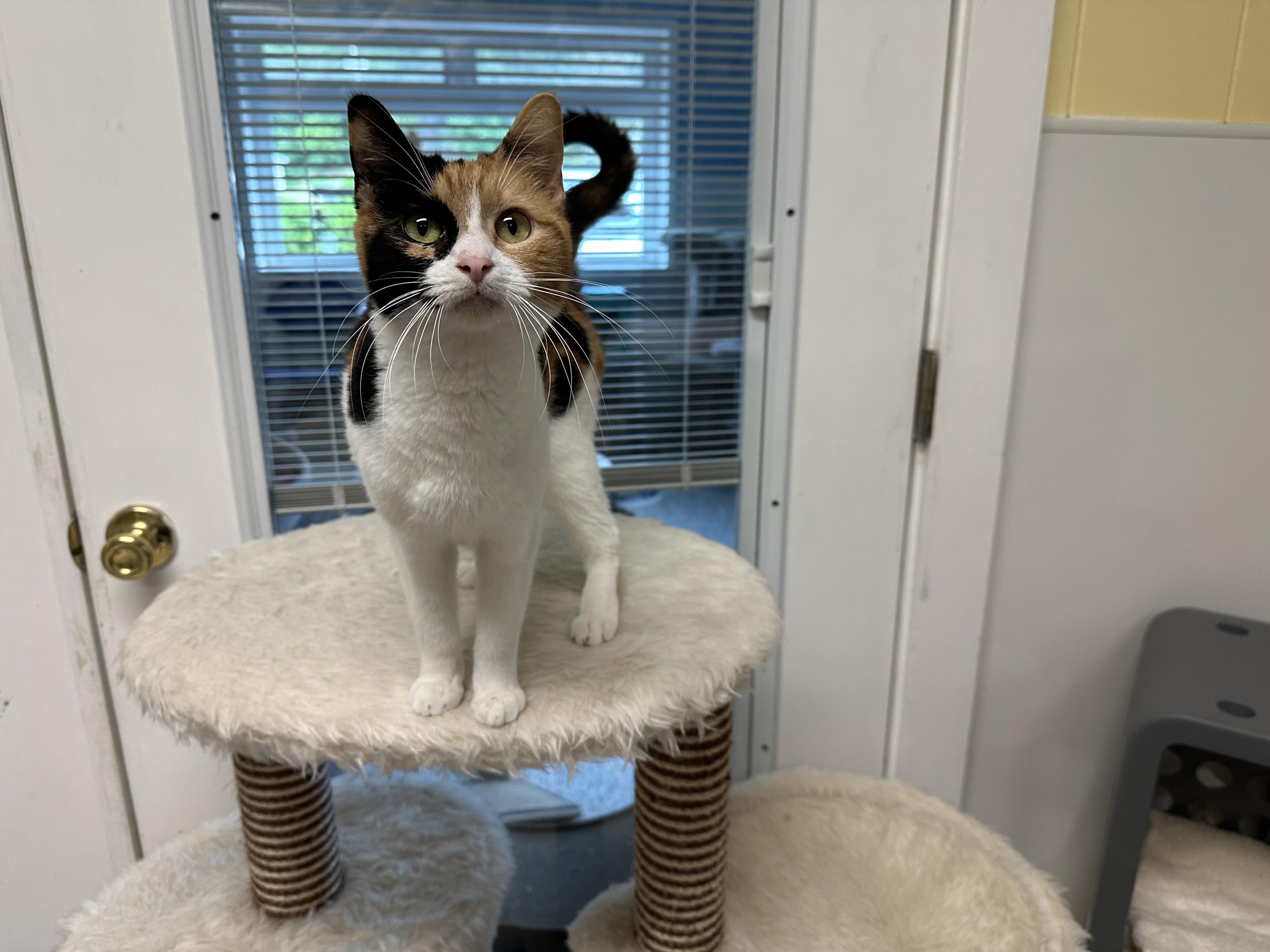 Opal, a Adoptable mixed breed in Chattanooga, TN image 2/6