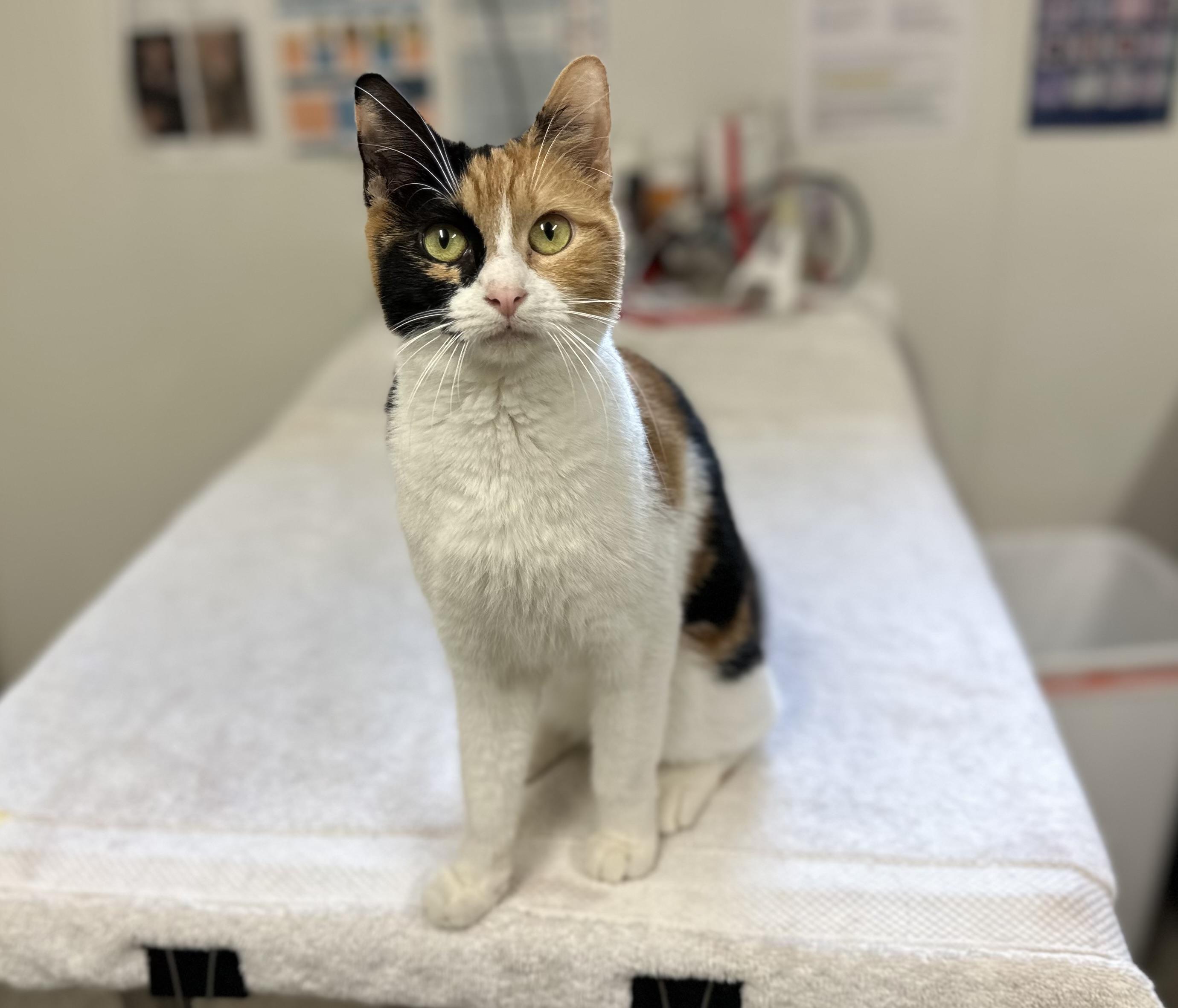 Opal, a Adoptable mixed breed in Chattanooga, TN image 3/6