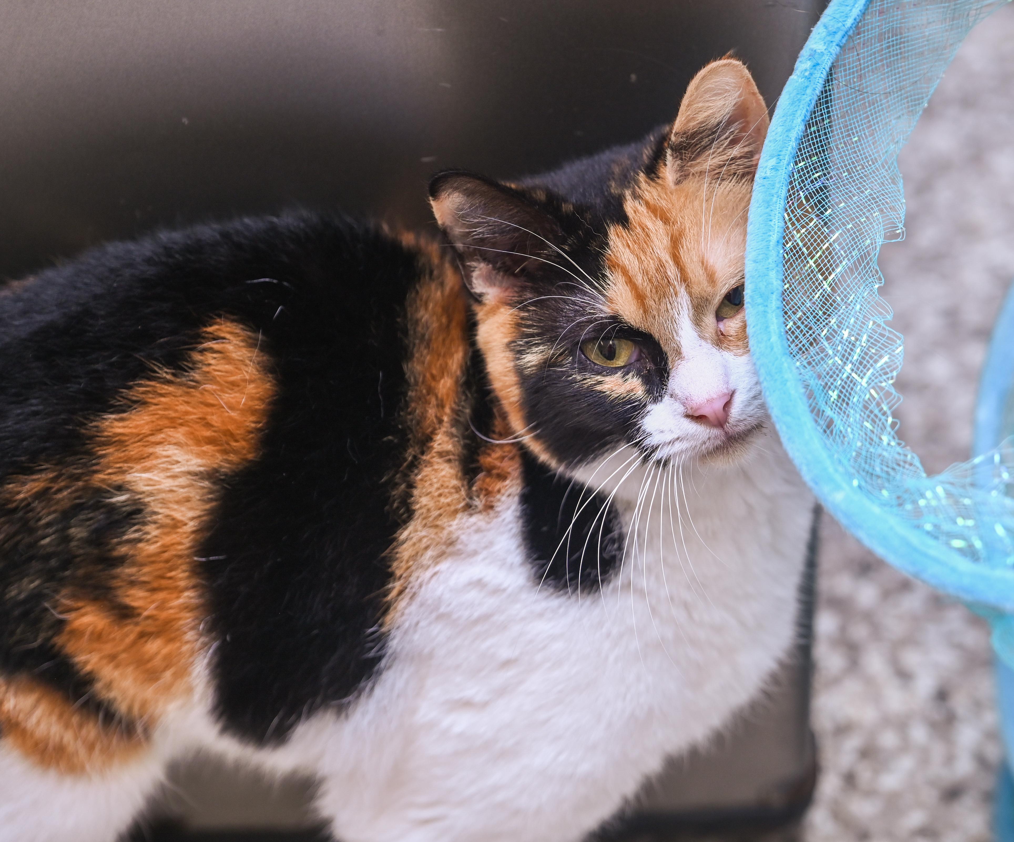 Opal, a Adoptable mixed breed in Chattanooga, TN image 5/6