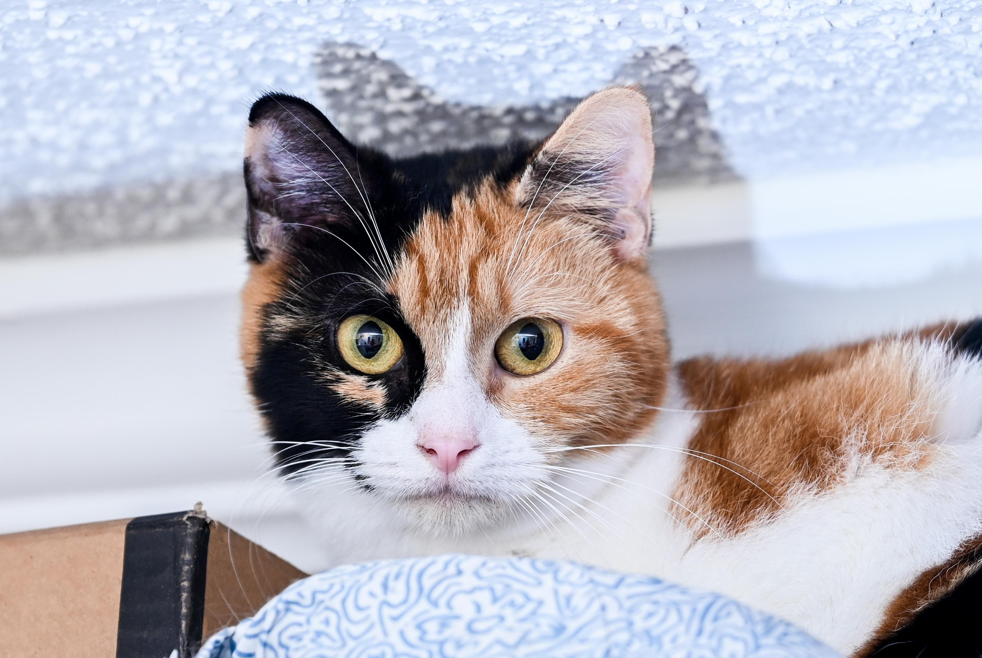 Opal, a Adoptable mixed breed in Chattanooga, TN image 4/6