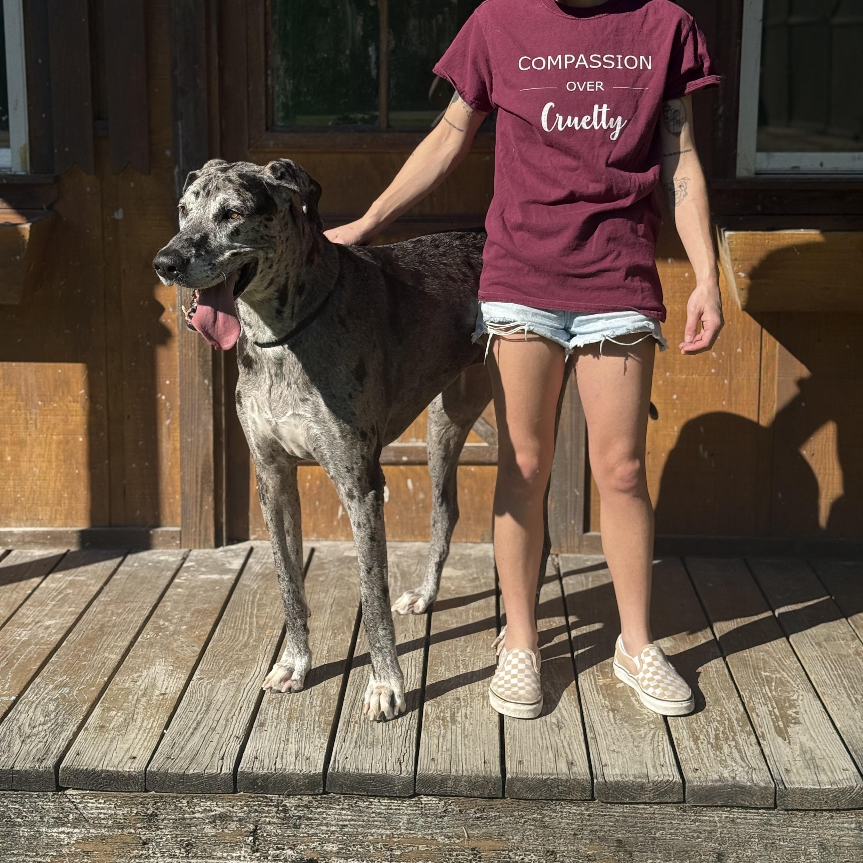 Enlarge Lucy, a Adoptable Great Dane in Covington, LA image 3/6