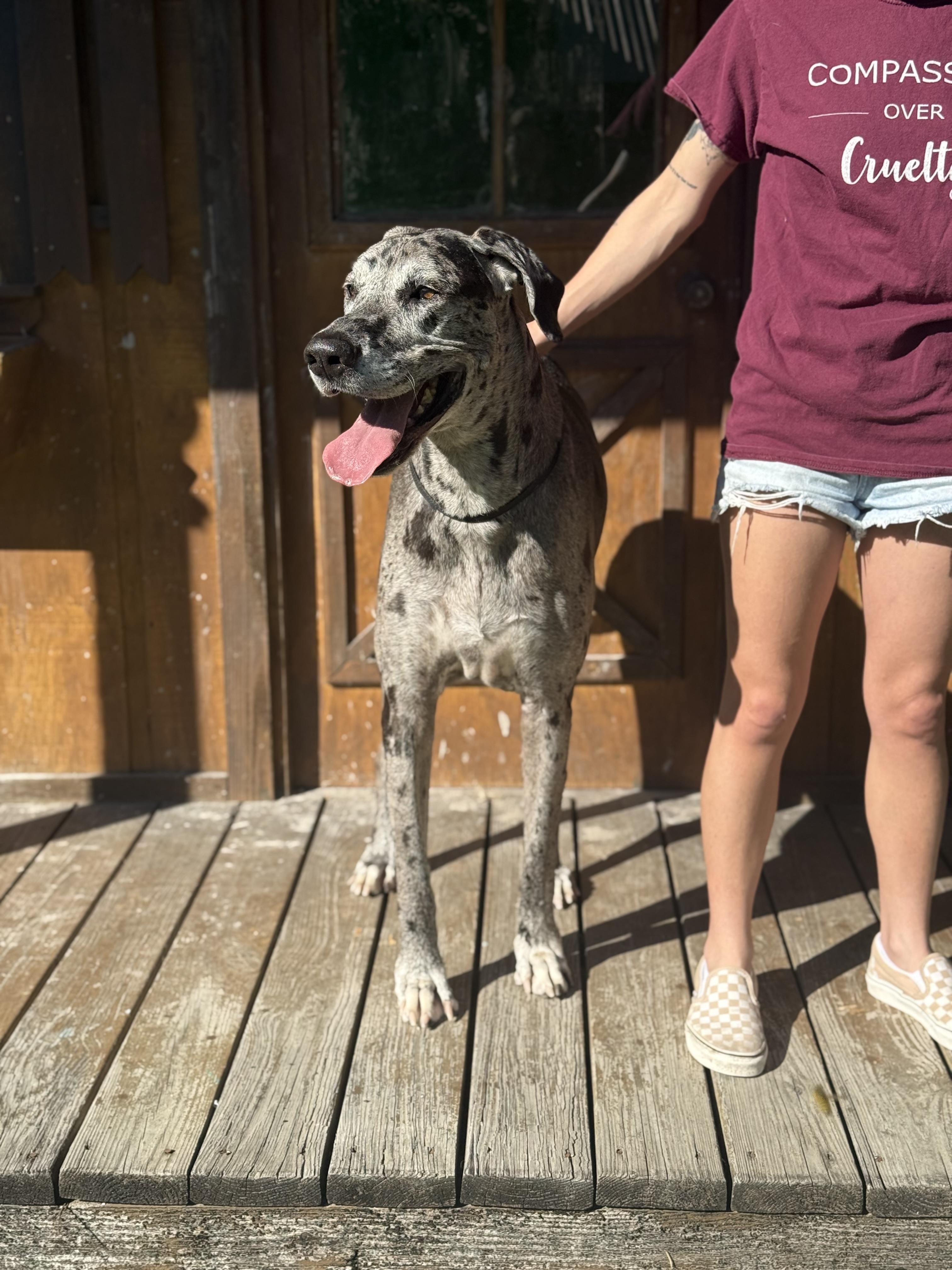 Enlarge Lucy, a Adoptable Great Dane in Covington, LA image 4/6