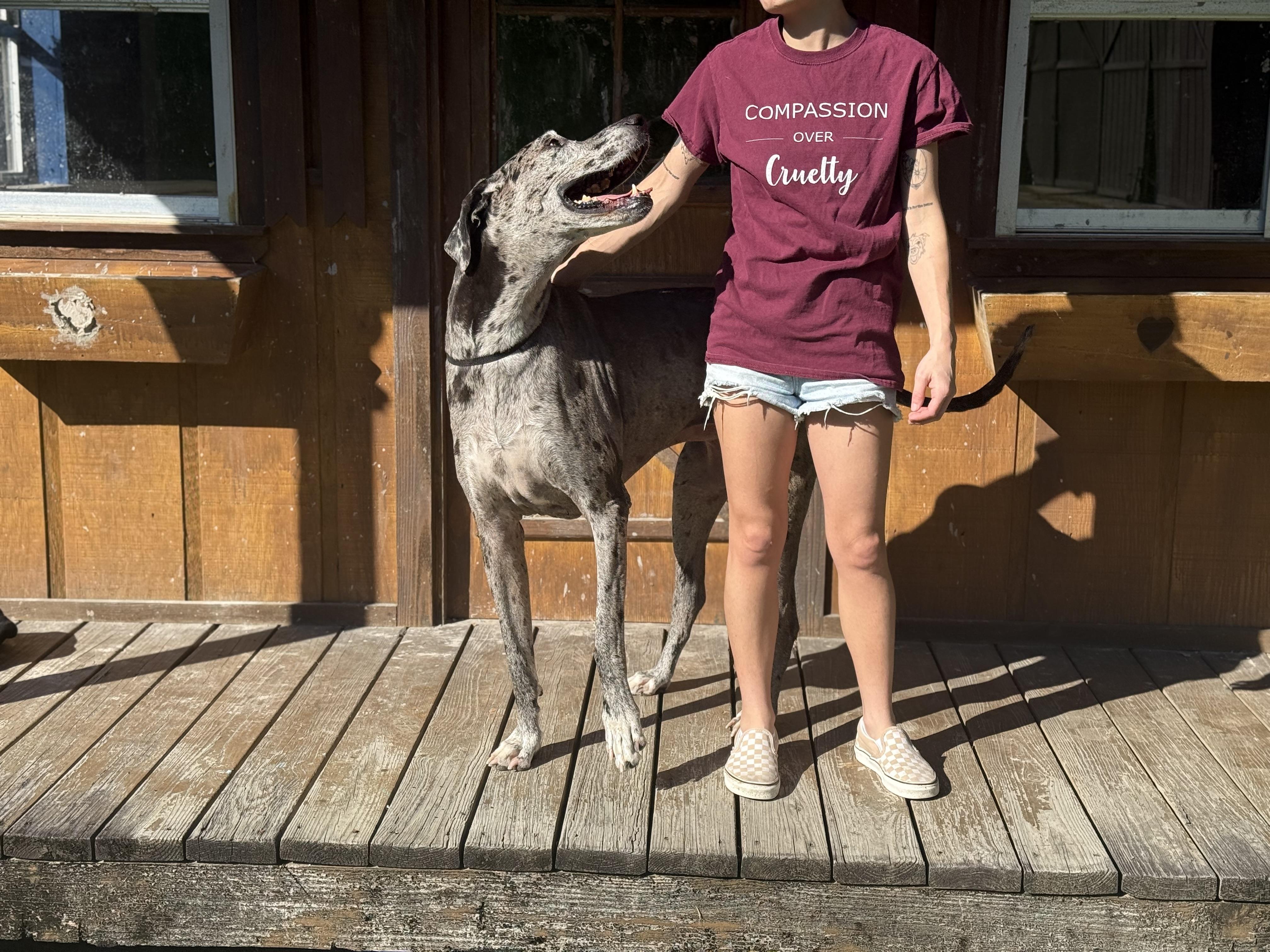 Lucy, Adoptable, Adult Female Great Dane.