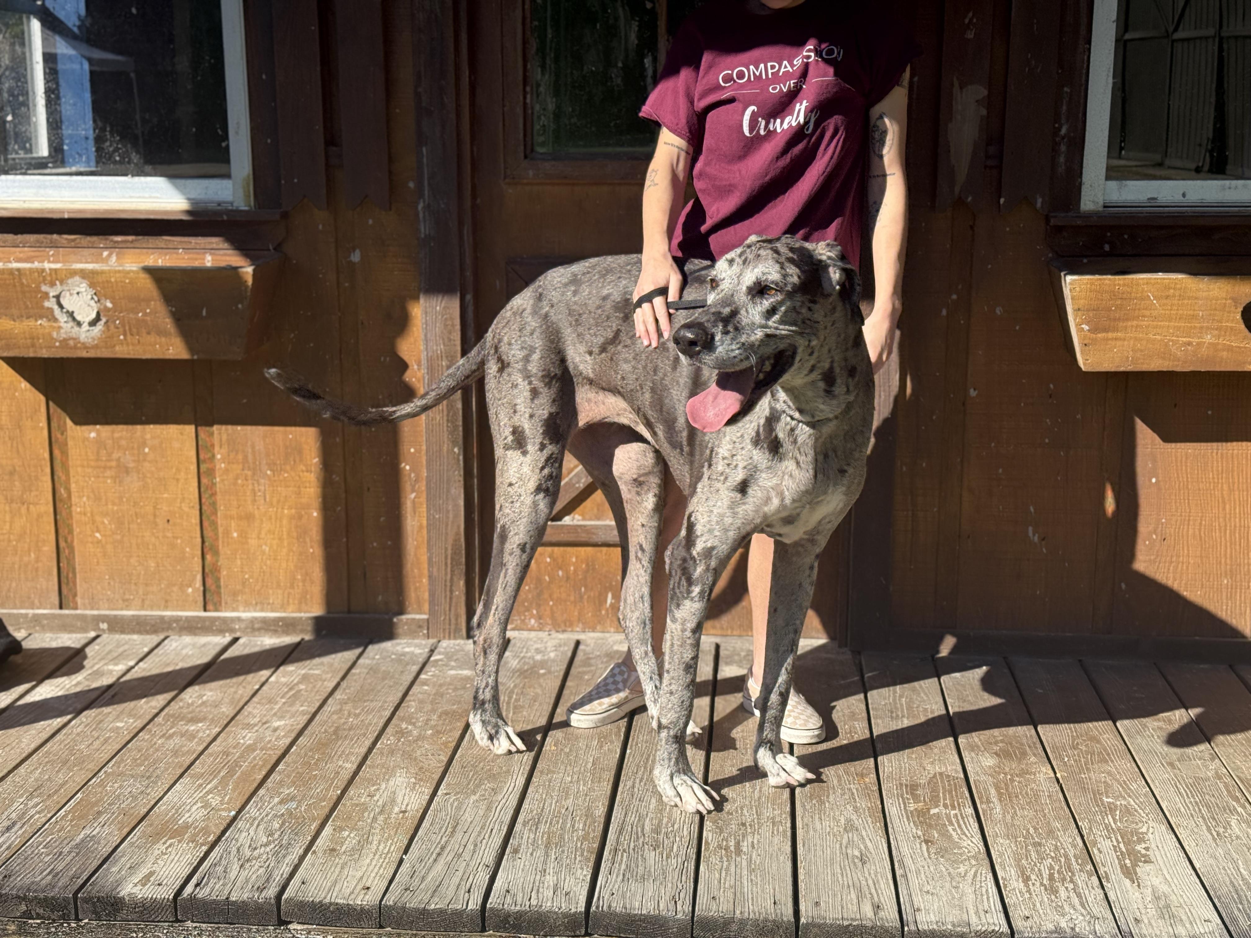 Enlarge Lucy, a Adoptable Great Dane in Covington, LA image 5/6