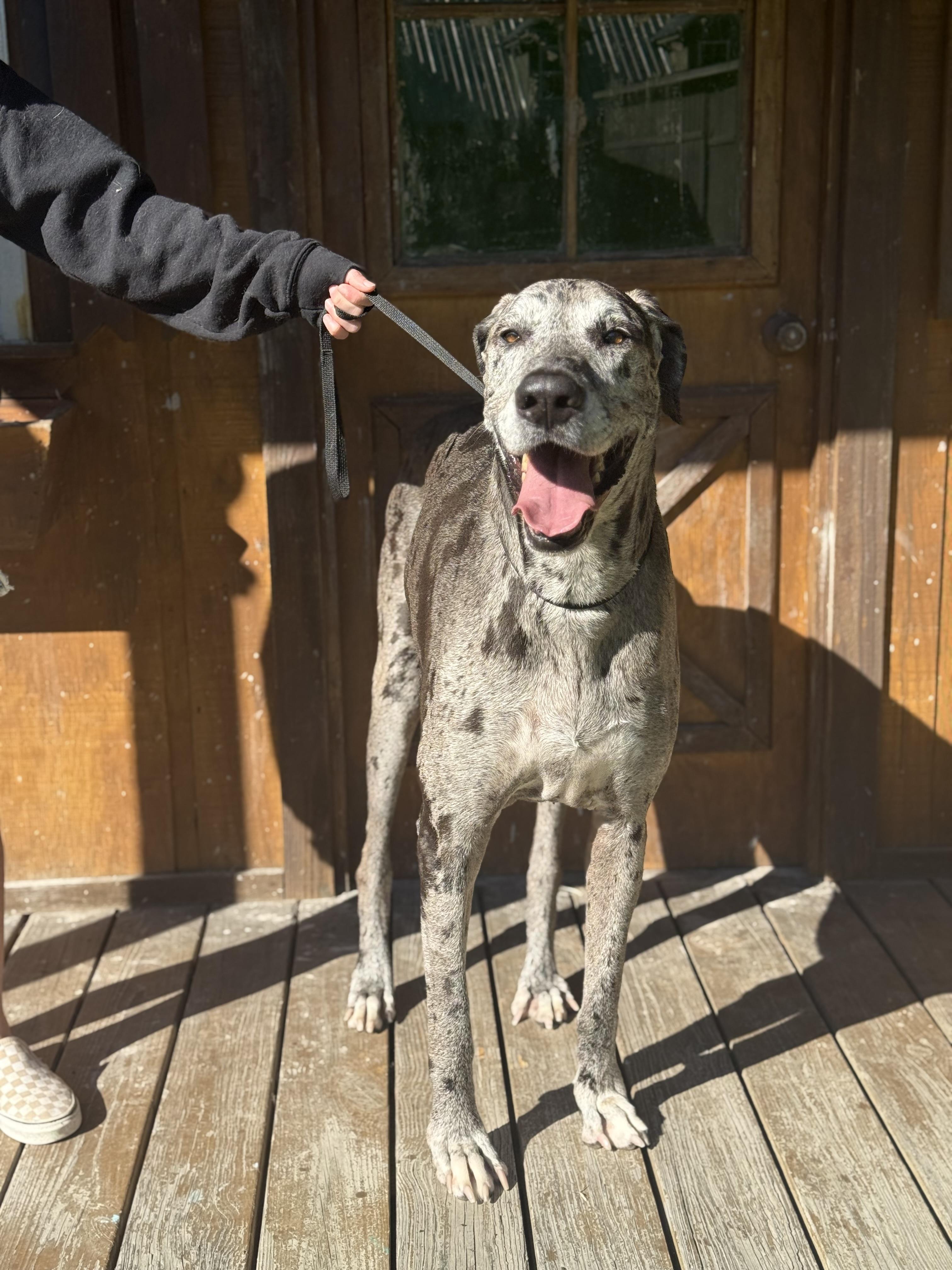 Enlarge Lucy, a Adoptable Great Dane in Covington, LA image 2/6