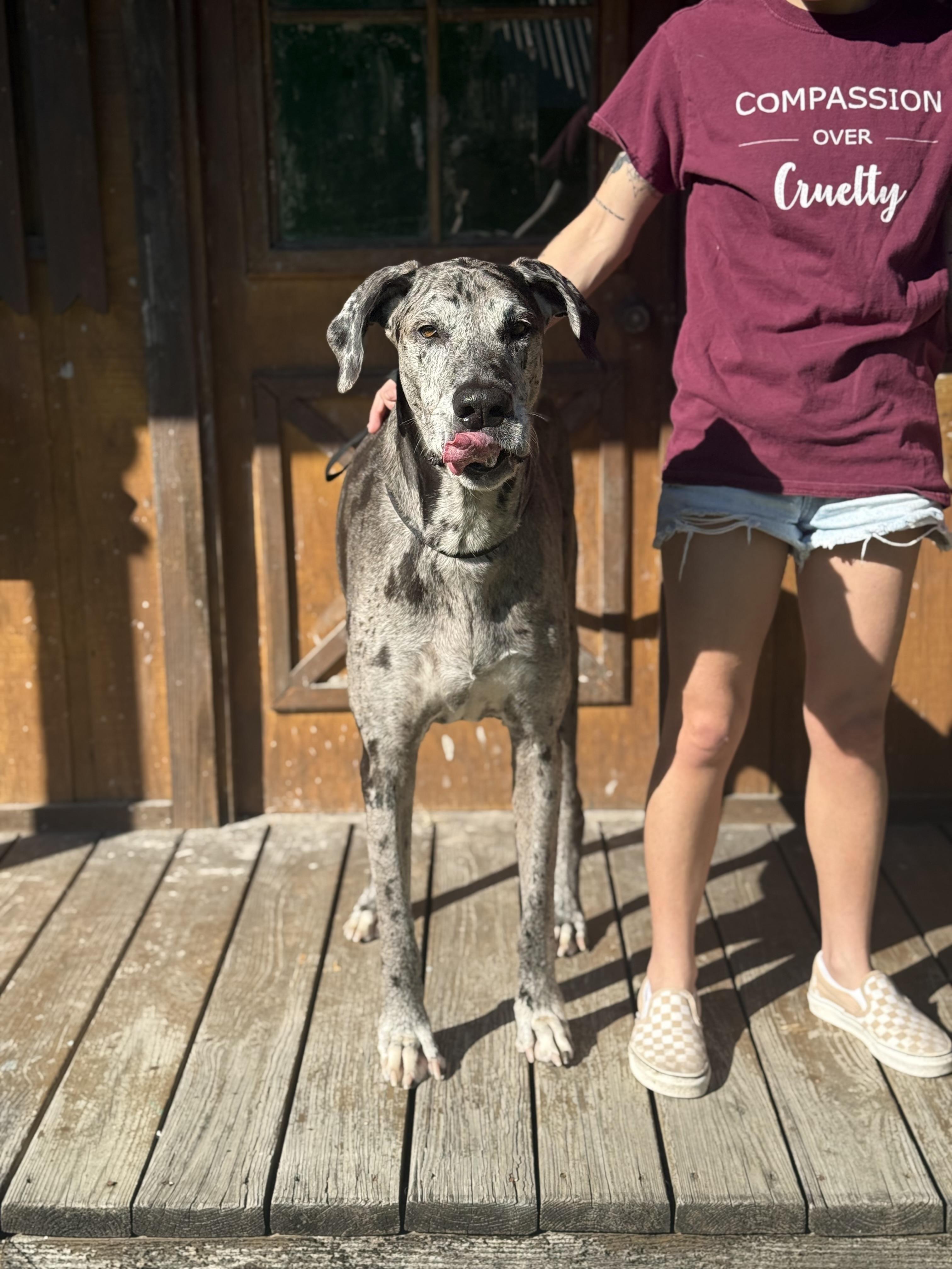 Enlarge Lucy, a Adoptable Great Dane in Covington, LA image 6/6