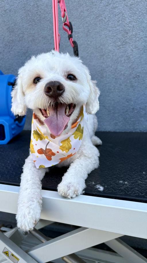 Enlarge Samson, a Adoptable mixed breed in Los Angeles, CA image 4/5