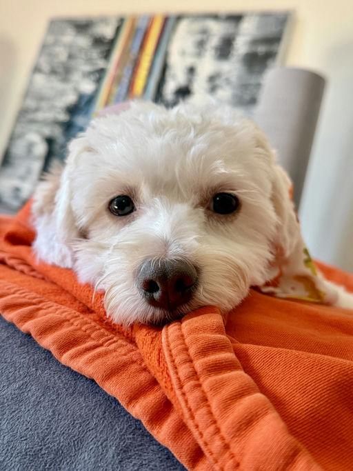 Enlarge Samson, a Adoptable mixed breed in Los Angeles, CA image 5/5