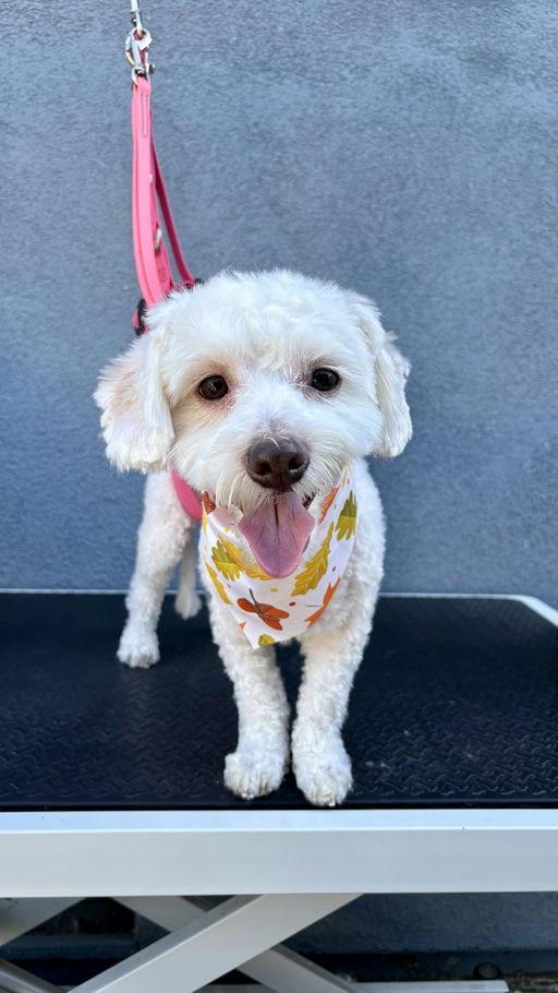 Samson, Adoptable, Young Male Maltipoo.