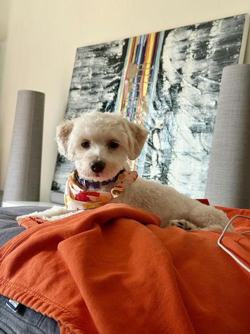 Enlarge Samson, a Adoptable mixed breed in Los Angeles, CA image 3/5