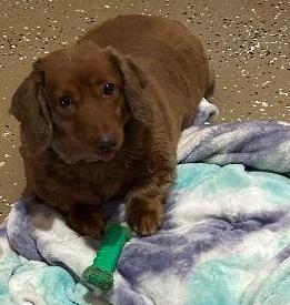 Enlarge KOPPER----NEW ARRIVAL, a ADOPTABLE Dachshund (Long Haired) in Georgetown, KY image 5/5